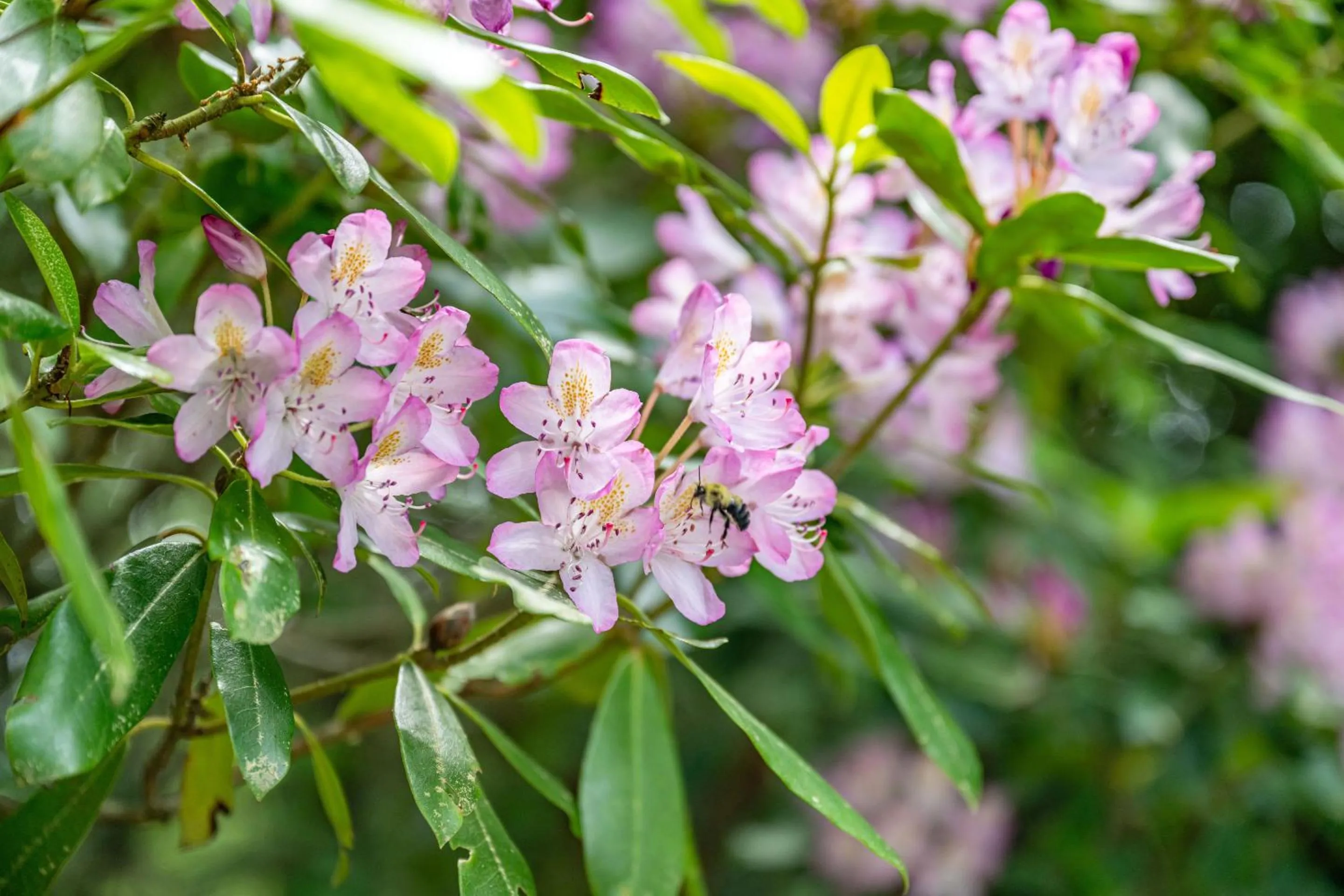 Activities in Fire Mountain