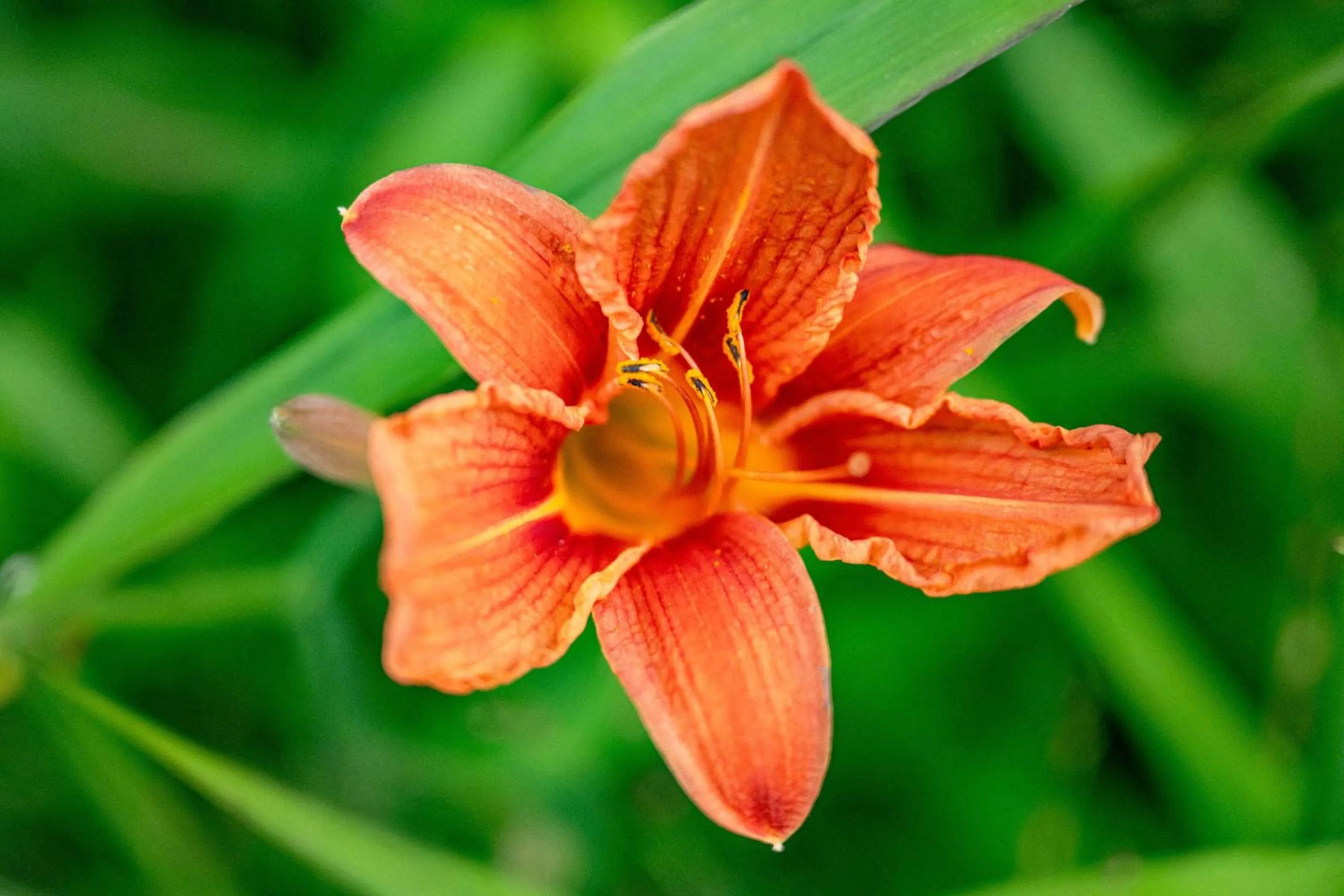 Activities in Fire Mountain