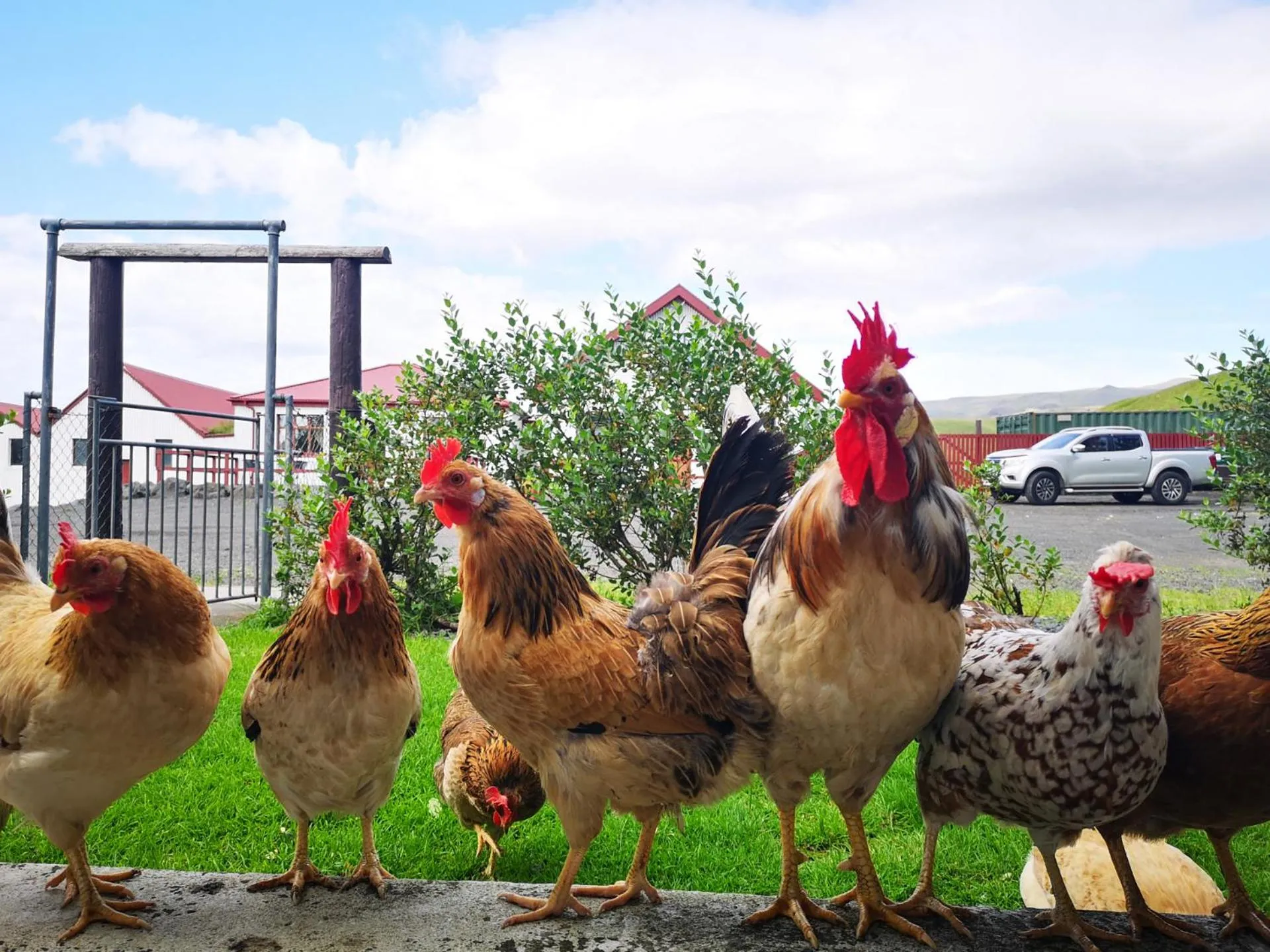 Animals in Sólheimahjáleiga Guesthouse