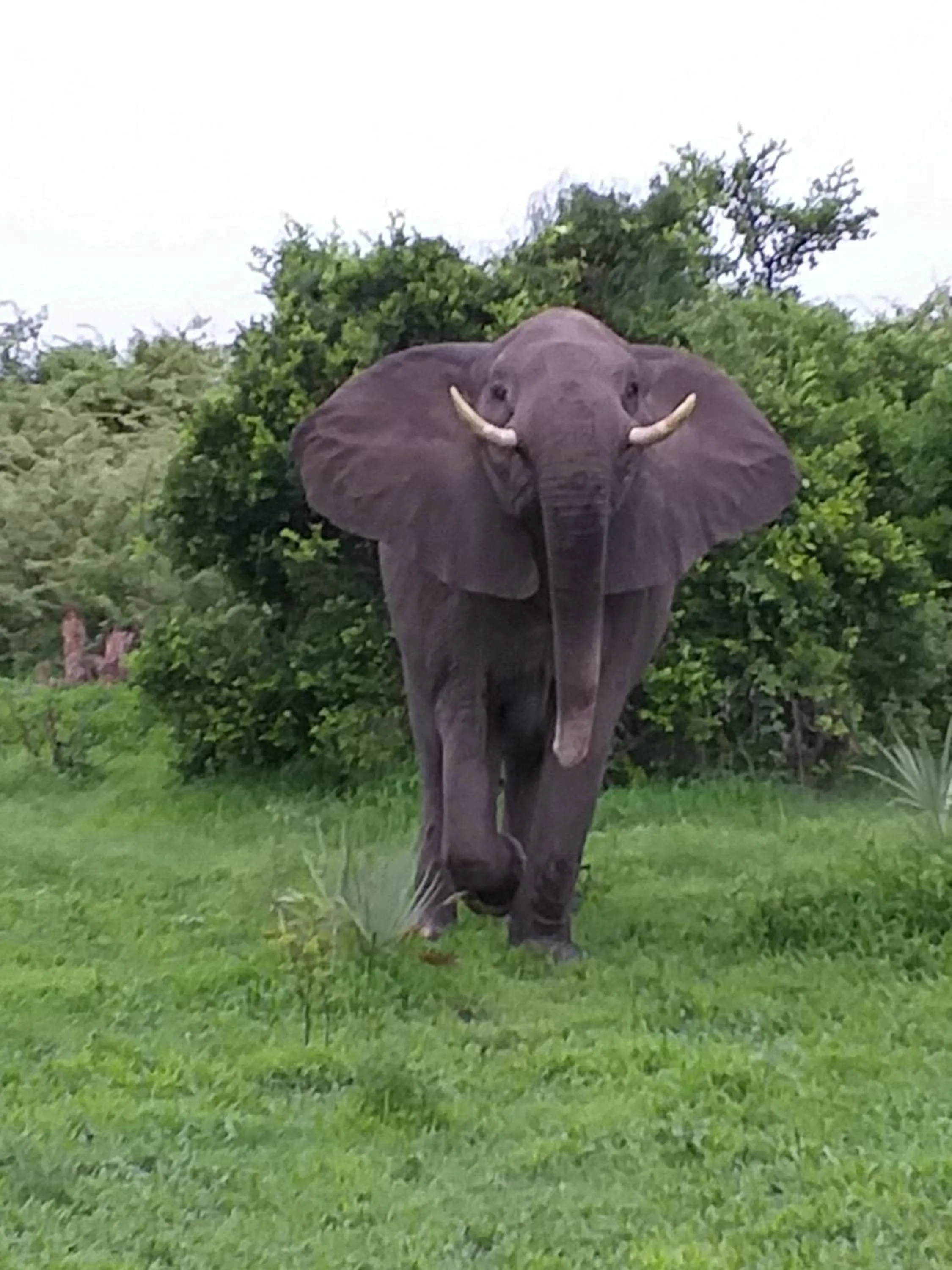 Animals in Travelodge Kasane
