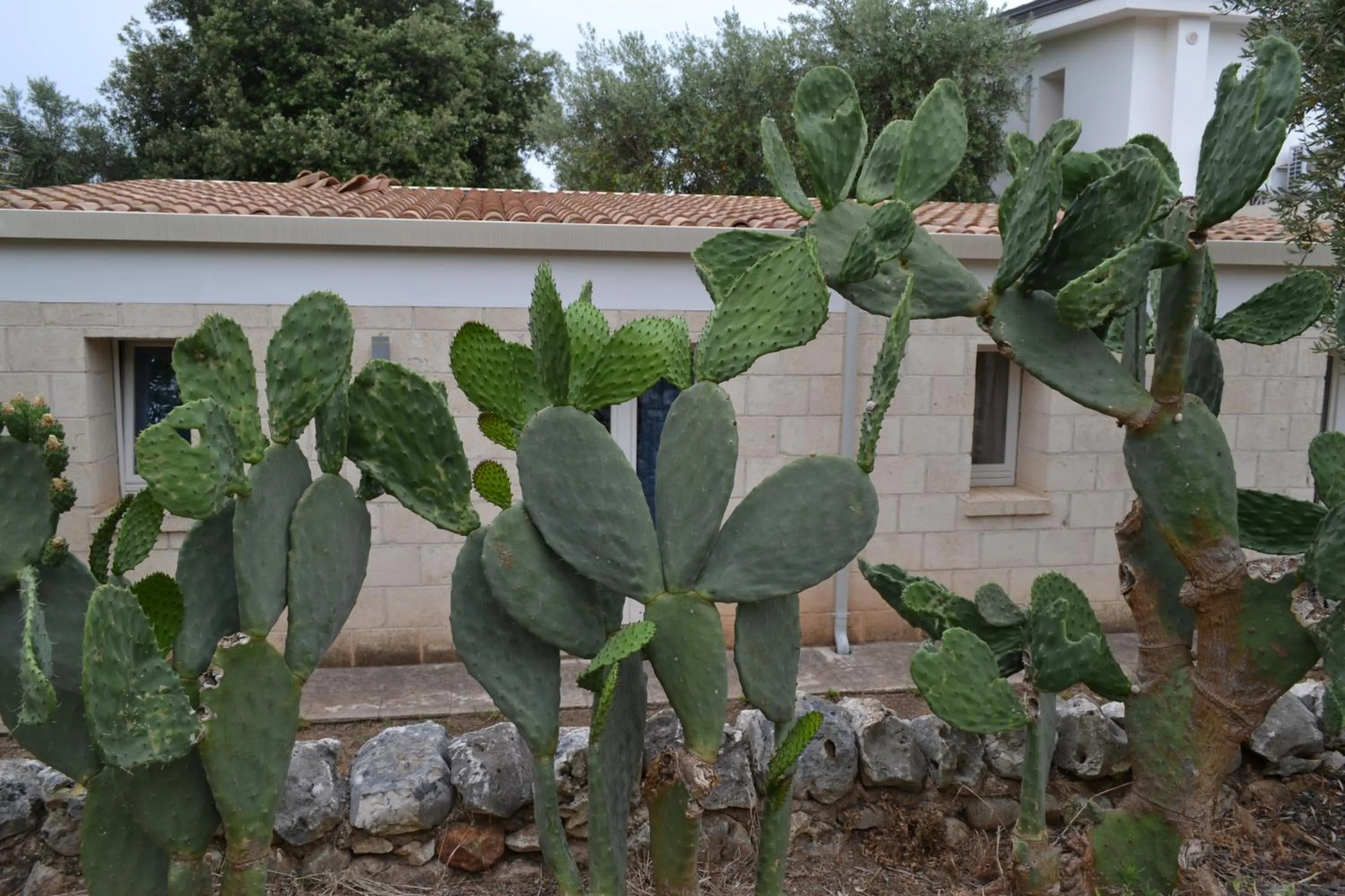 Masseria Romagnolo
