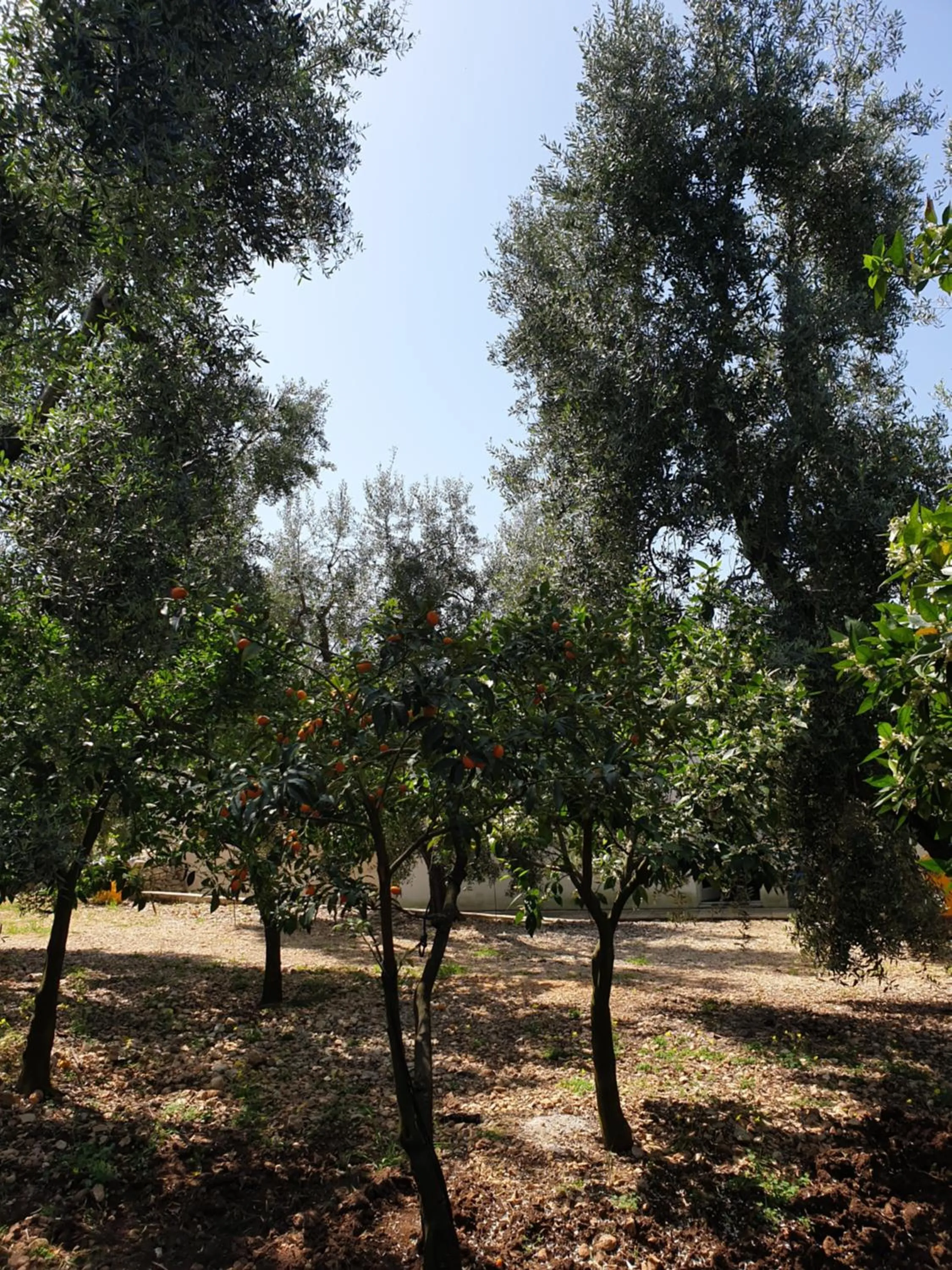 Property building in Masseria Romagnolo