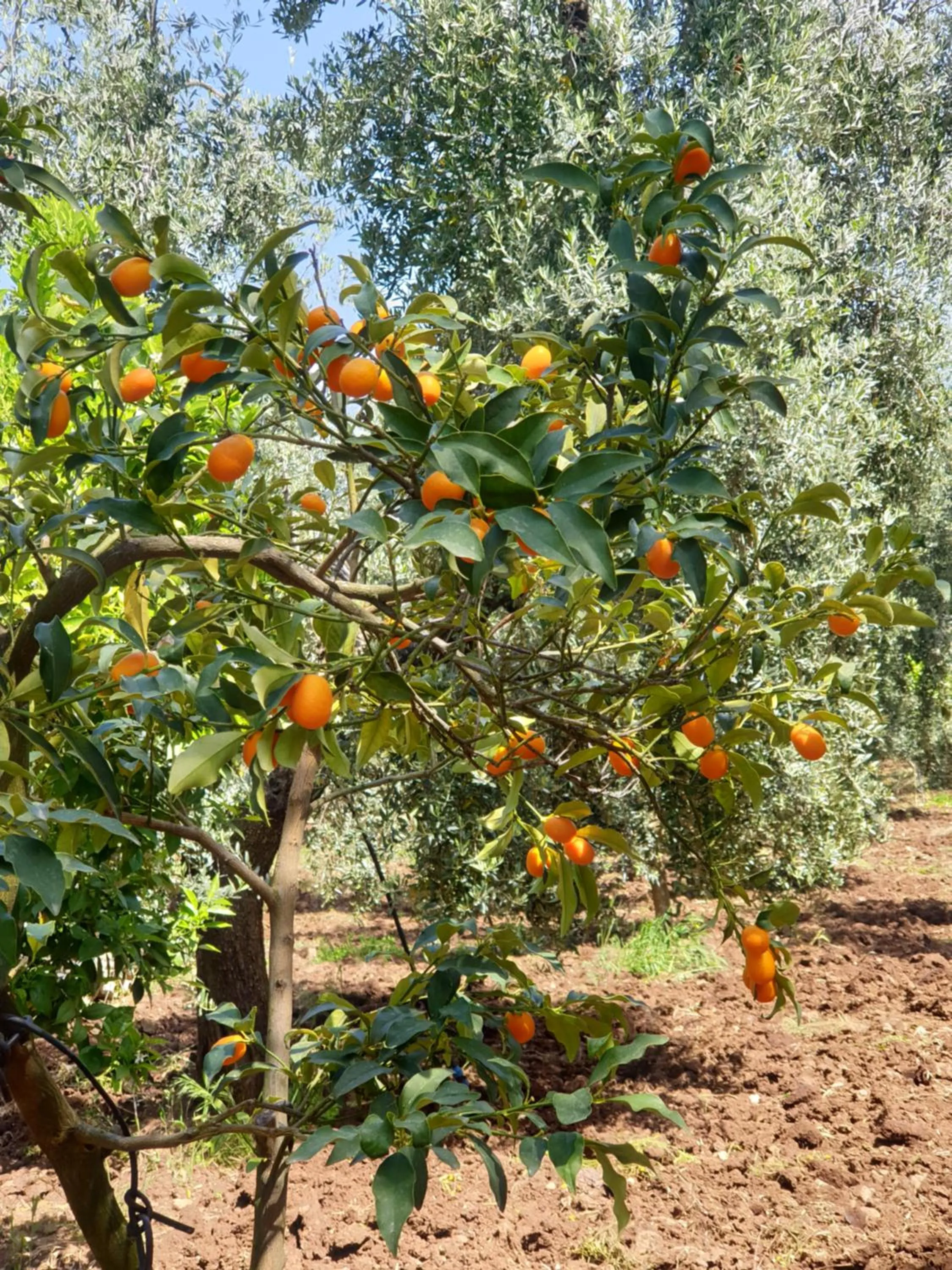 Masseria Romagnolo
