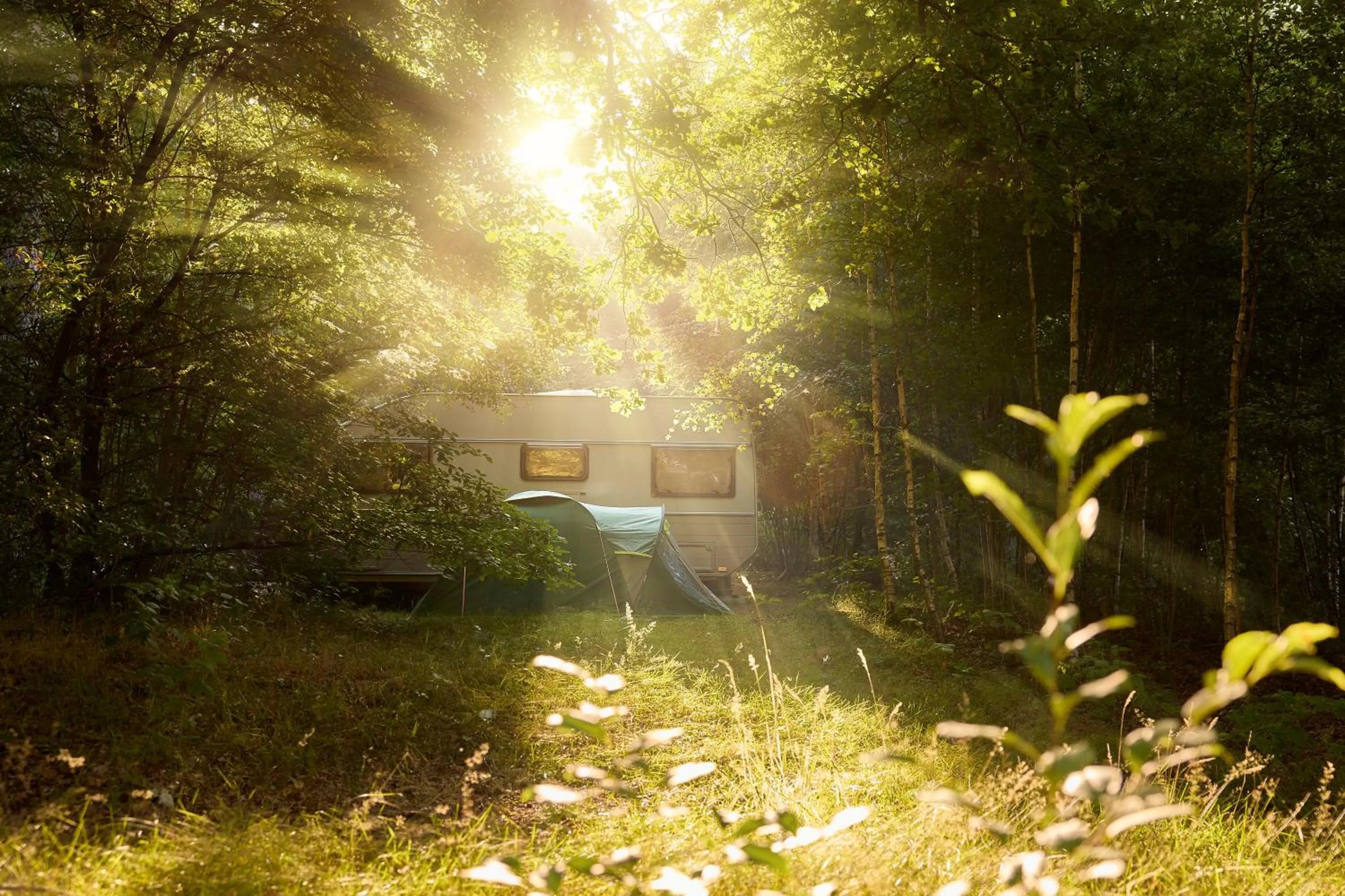 Natural landscape in RCN Vakantiepark de Noordster