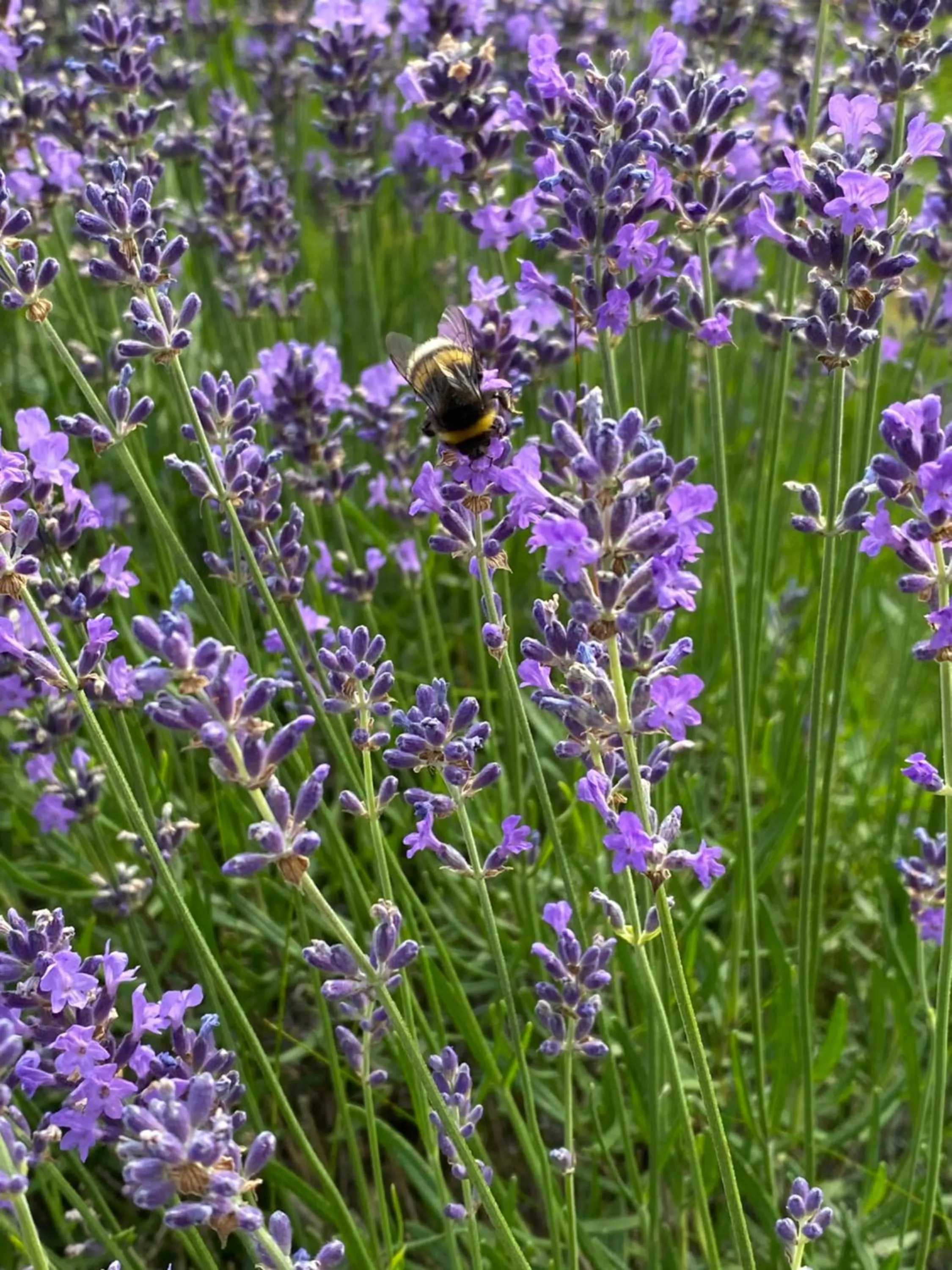 Natural landscape in Hotel Garni Toscanina - Adults Only