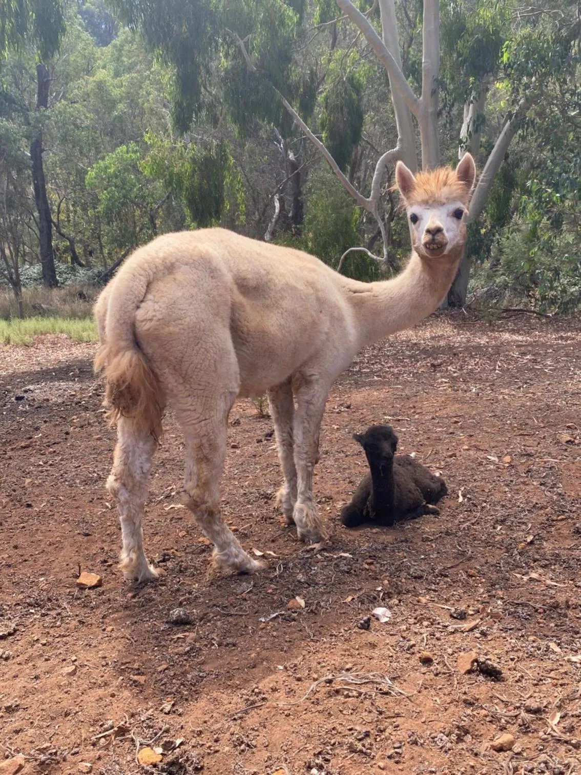 Balingup Jalbrook Cottages Jalbrook Estate