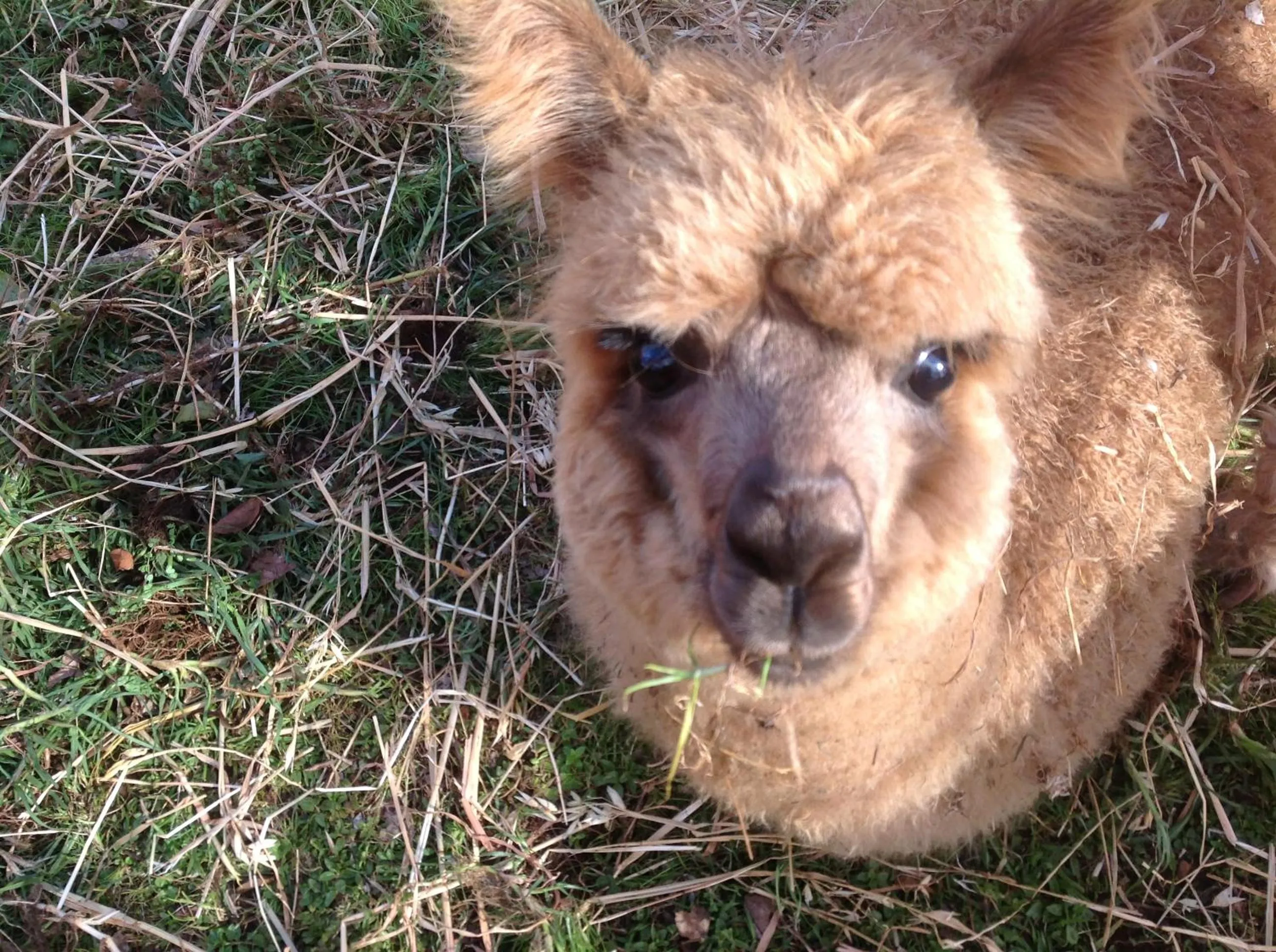 Animals in Balingup Jalbrook Cottages Jalbrook Estate