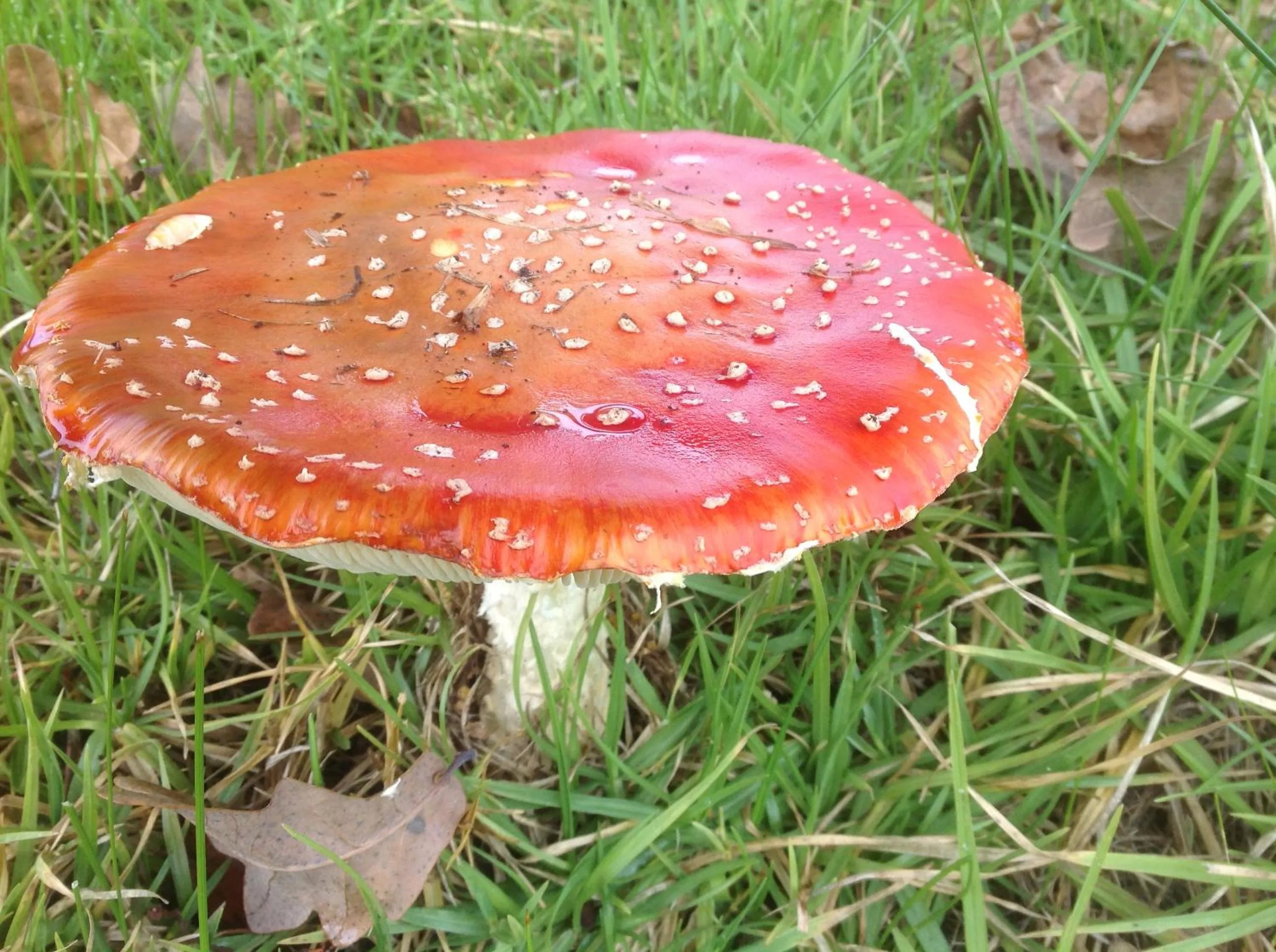 Garden view in Balingup Jalbrook Cottages Jalbrook Estate