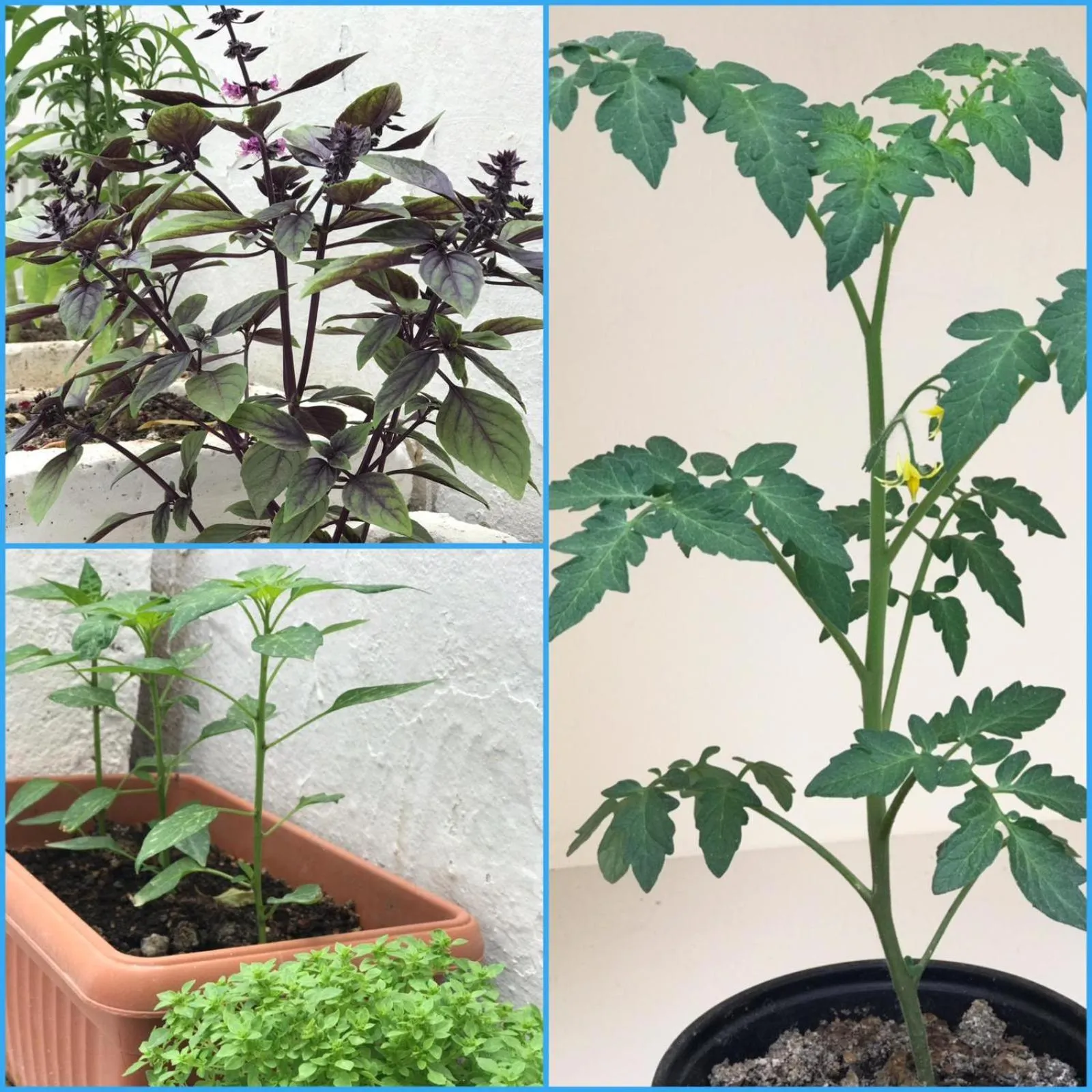 Balcony/Terrace in Halikarnas Pansiyon