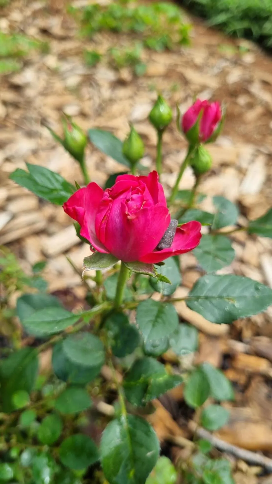 The Cottage on the Corner