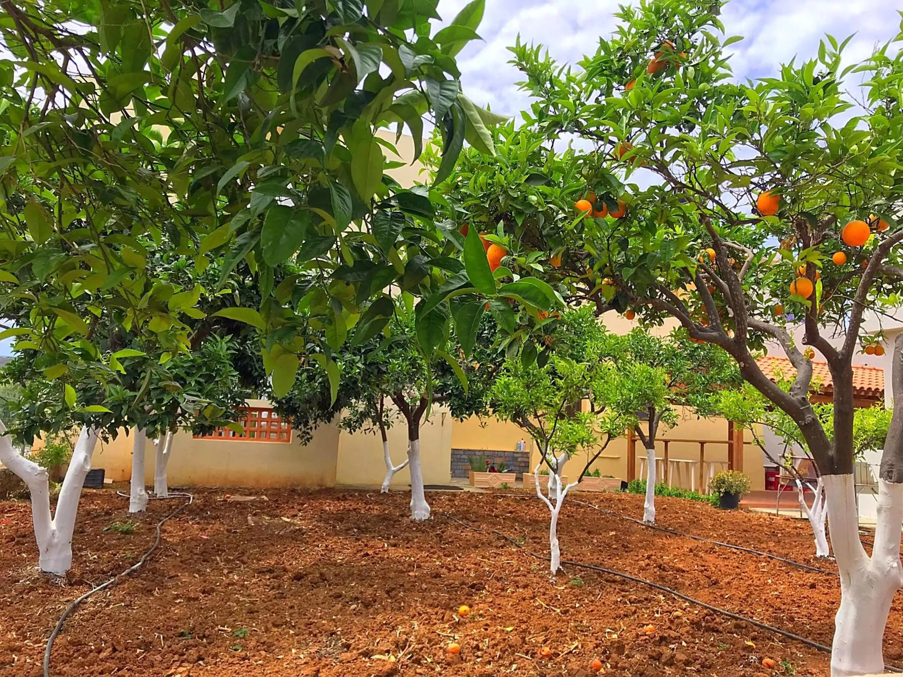 Garden in Maria Hotel Sisi