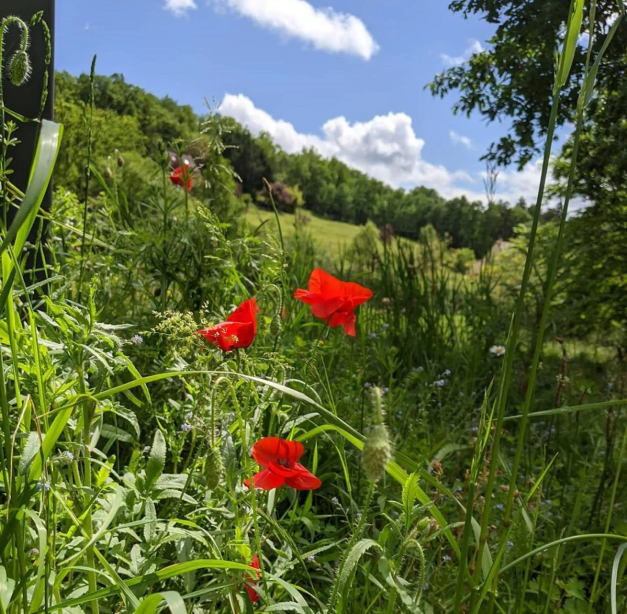 Garden in Domaine de Fleurie