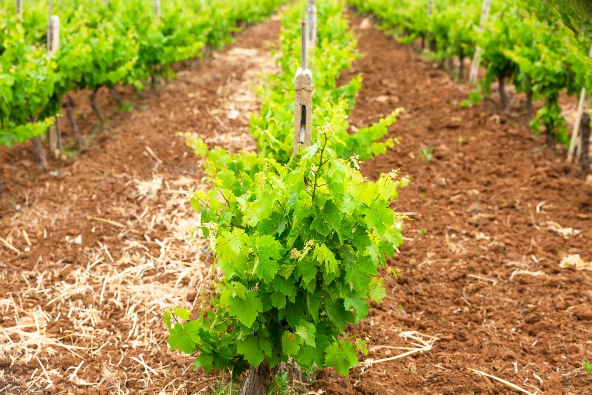 Masseria Baroni Nuovi