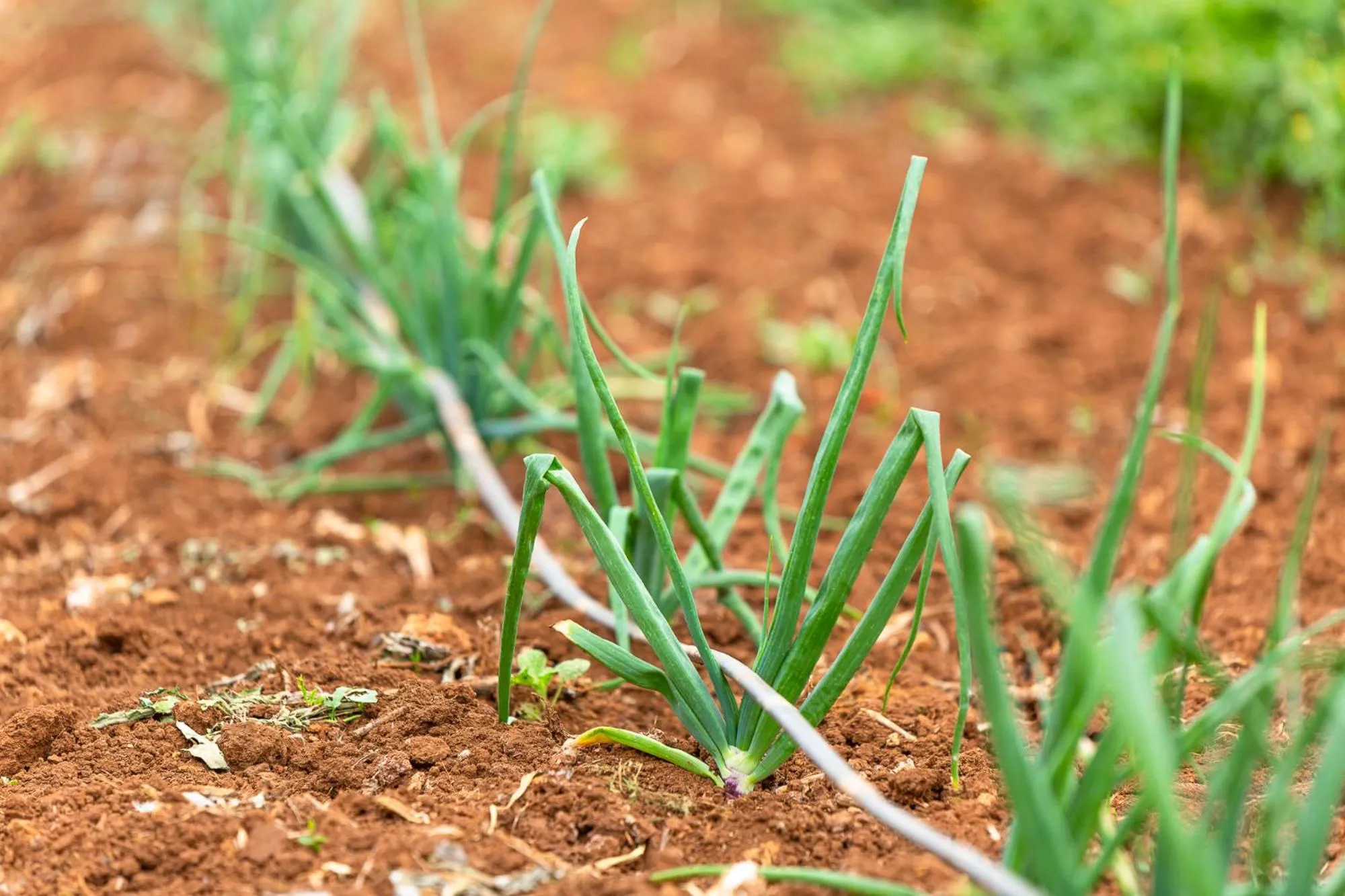 Masseria Baroni Nuovi