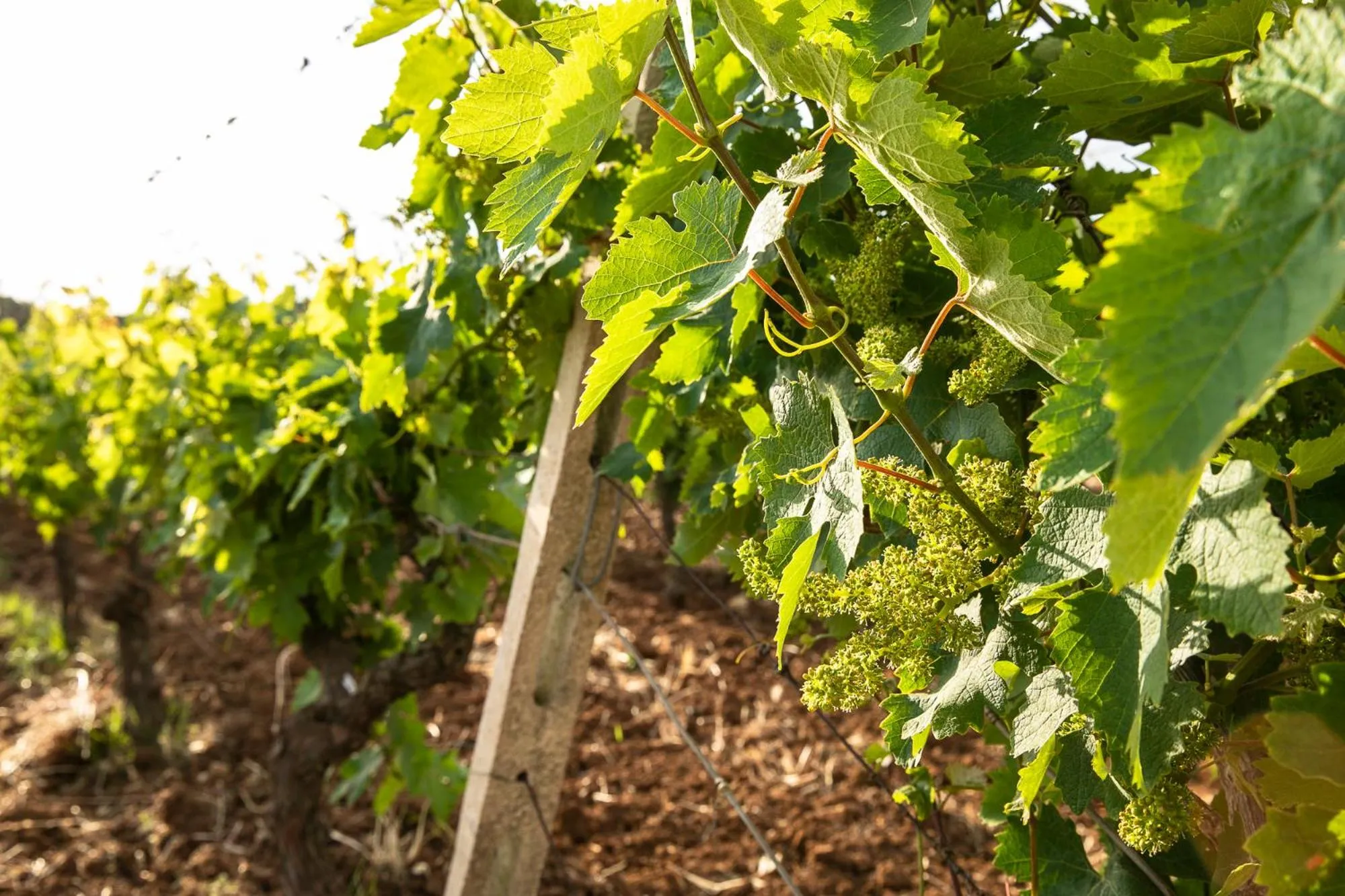 Masseria Baroni Nuovi