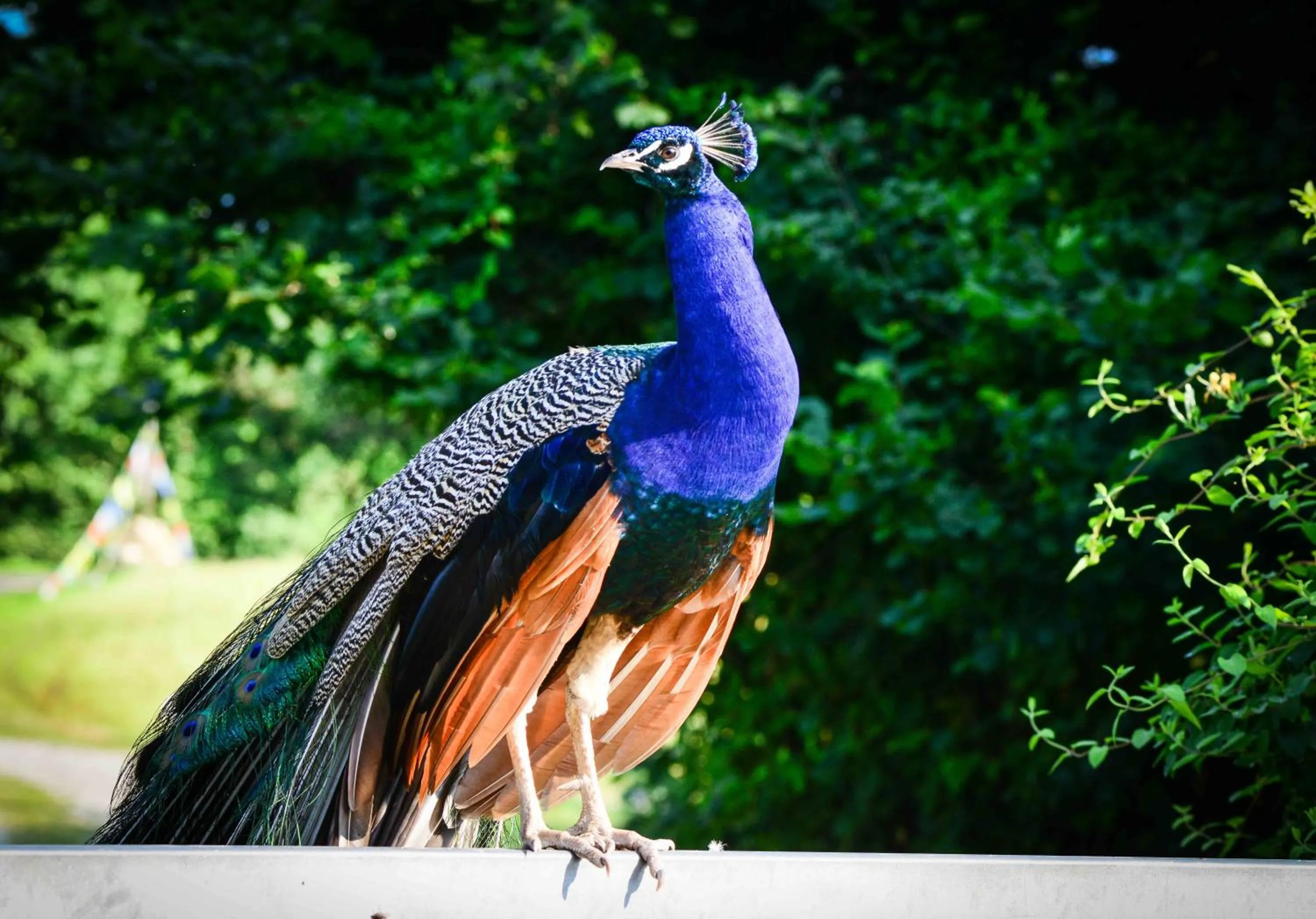 BioAgriturismo Vegan Campo di Cielo