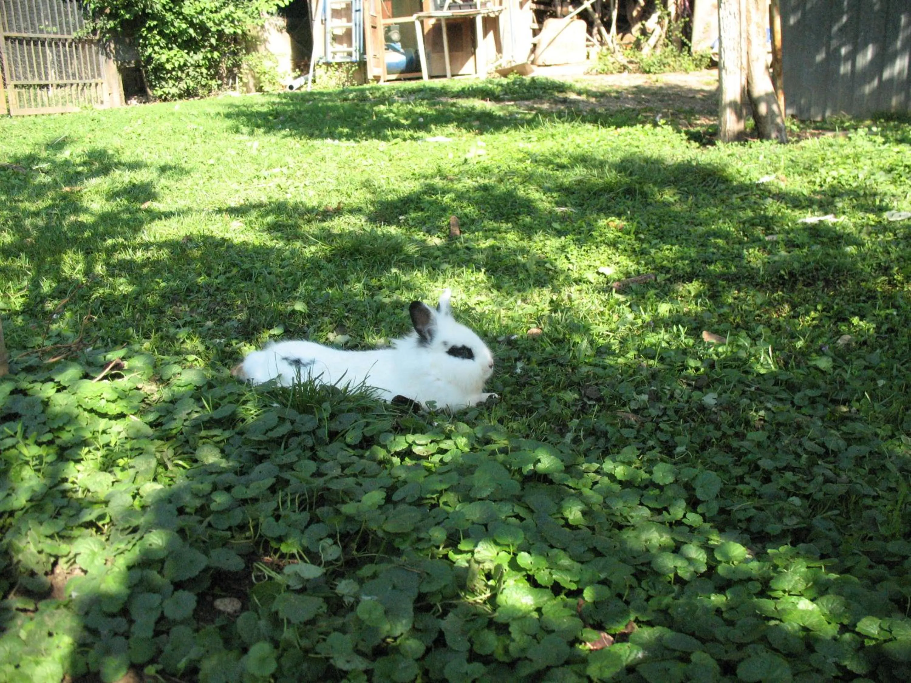 Pets in BioAgriturismo Vegan Campo di Cielo