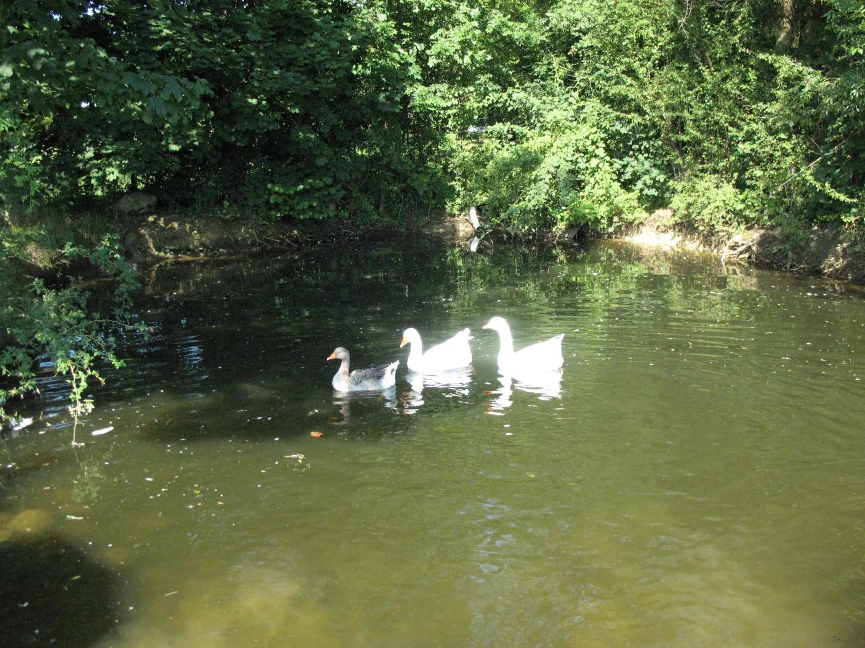 Pets in BioAgriturismo Vegan Campo di Cielo