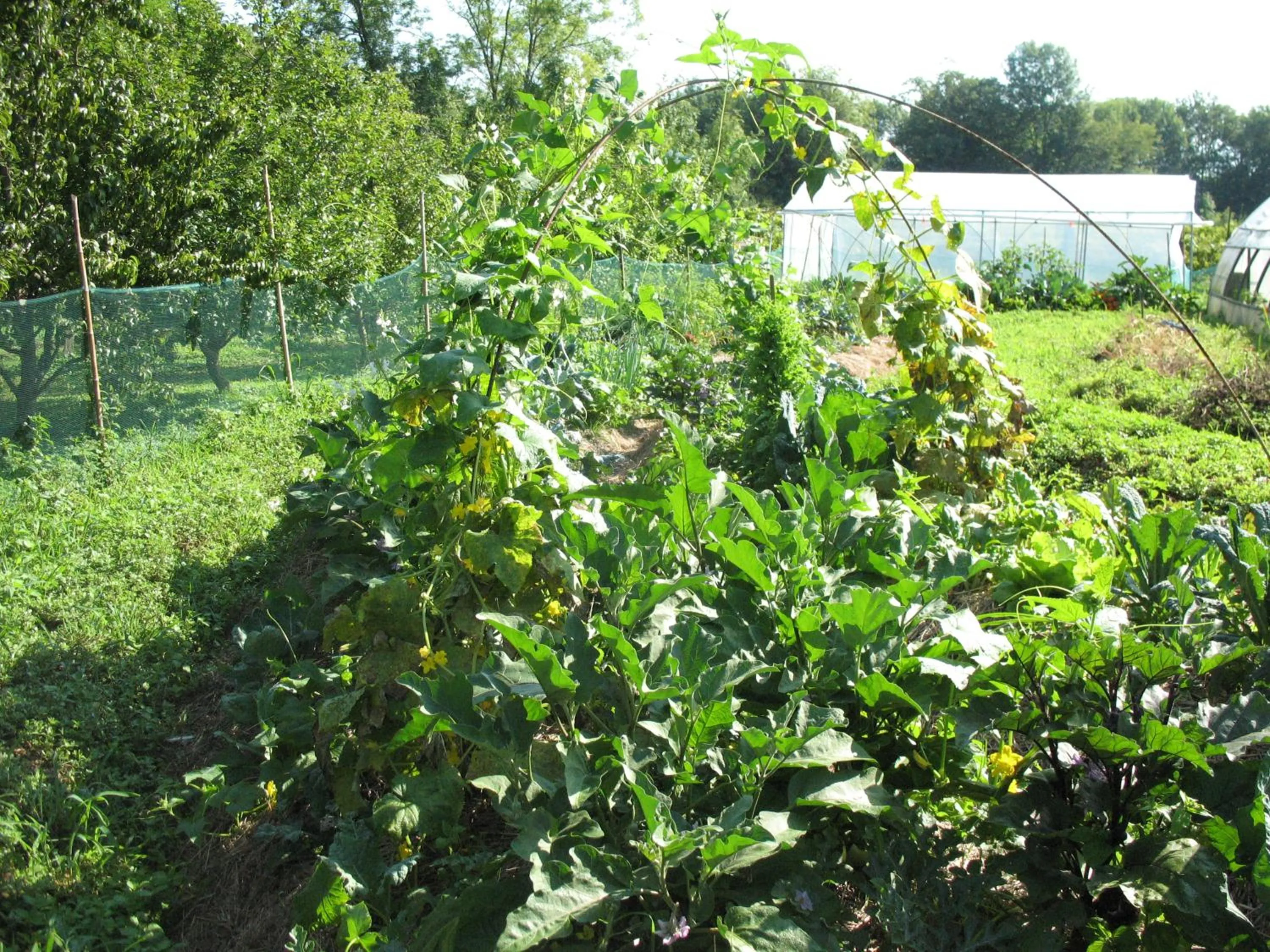 Other in BioAgriturismo Vegan Campo di Cielo