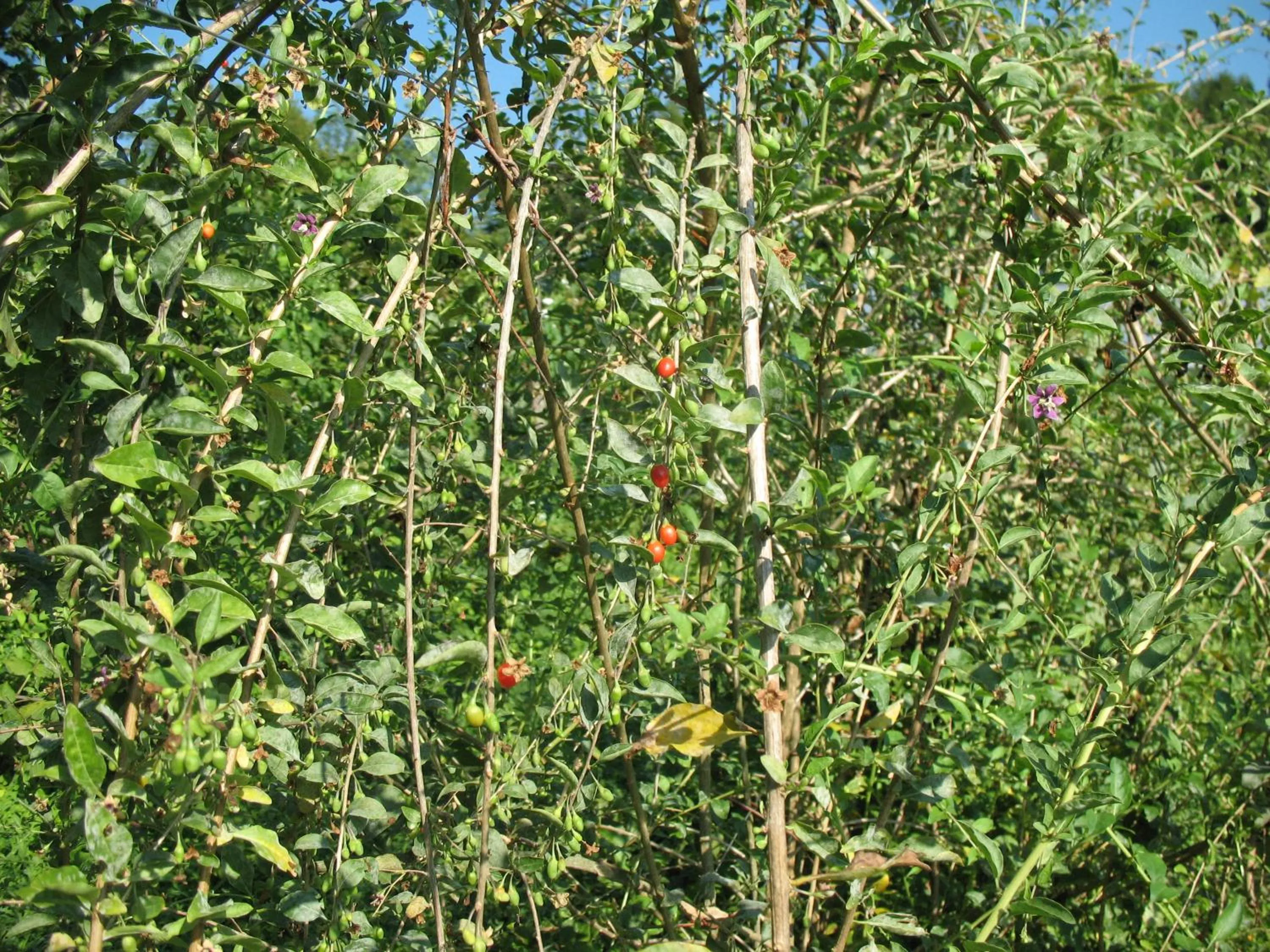 Other in BioAgriturismo Vegan Campo di Cielo