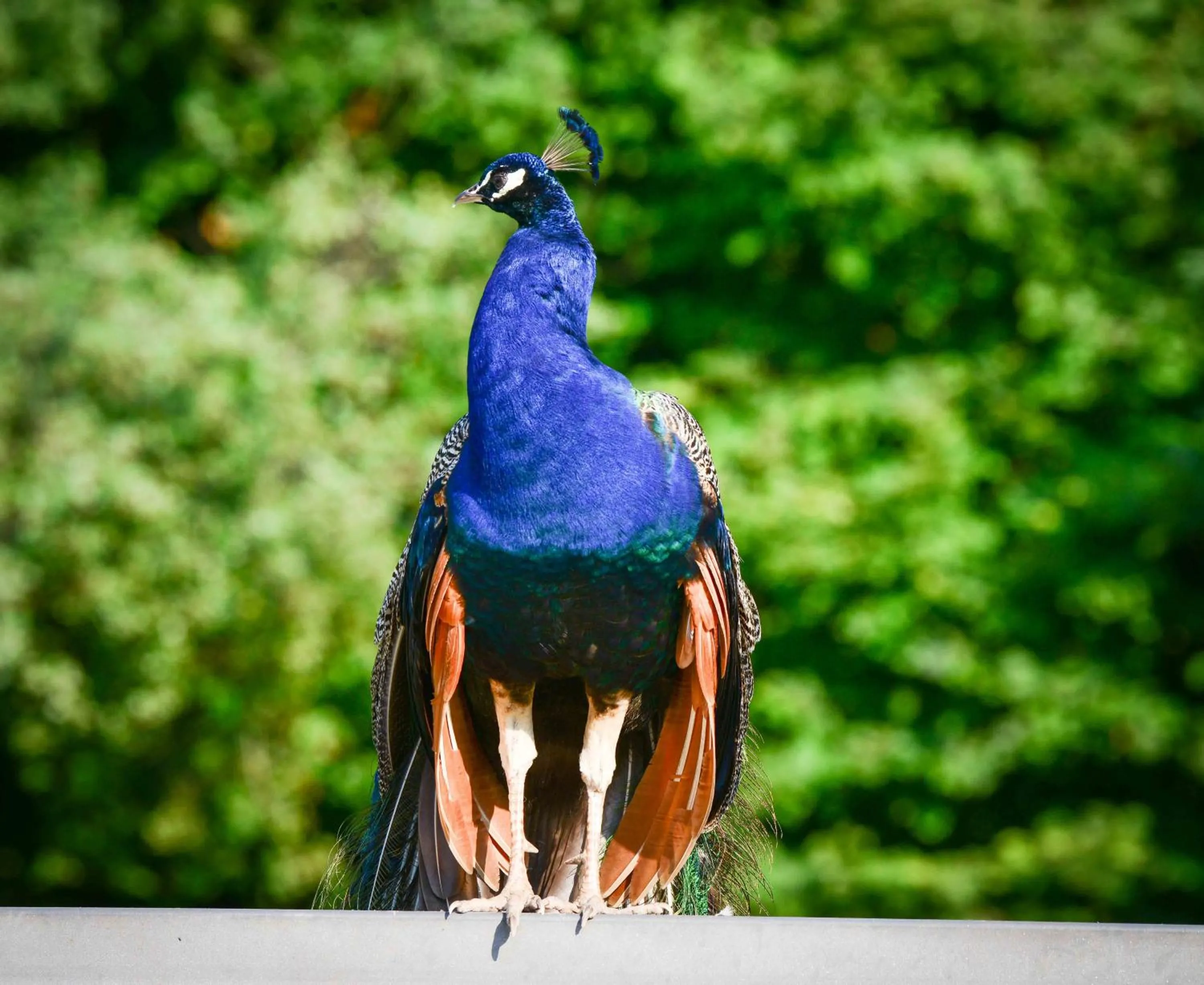 Pets in BioAgriturismo Vegan Campo di Cielo
