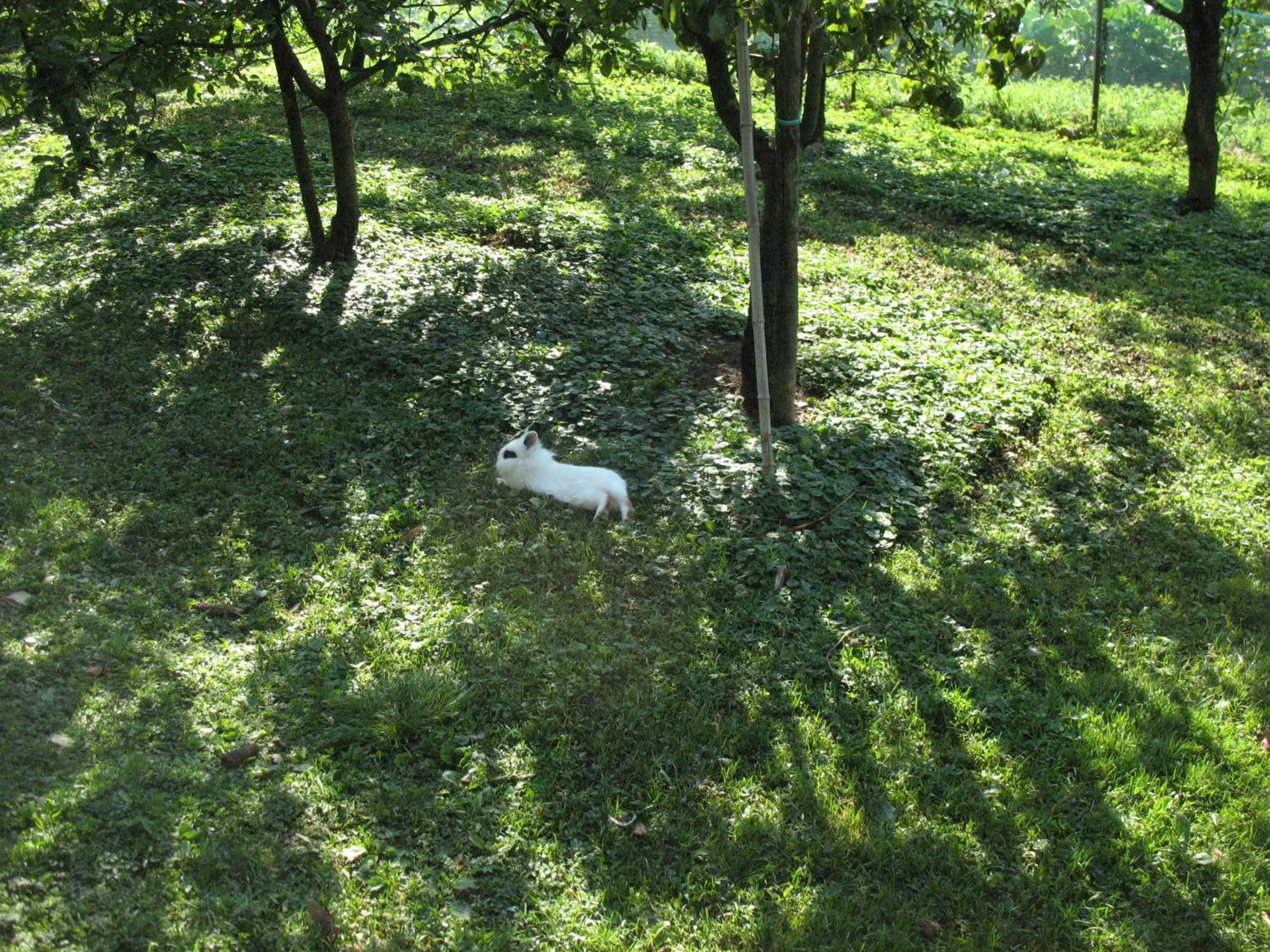 Pets in BioAgriturismo Vegan Campo di Cielo