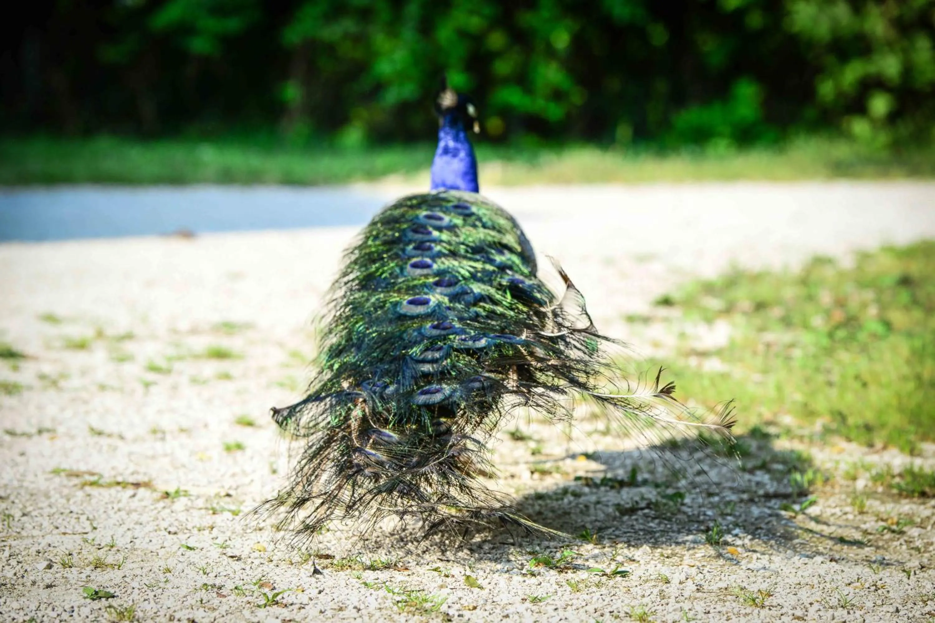 BioAgriturismo Vegan Campo di Cielo