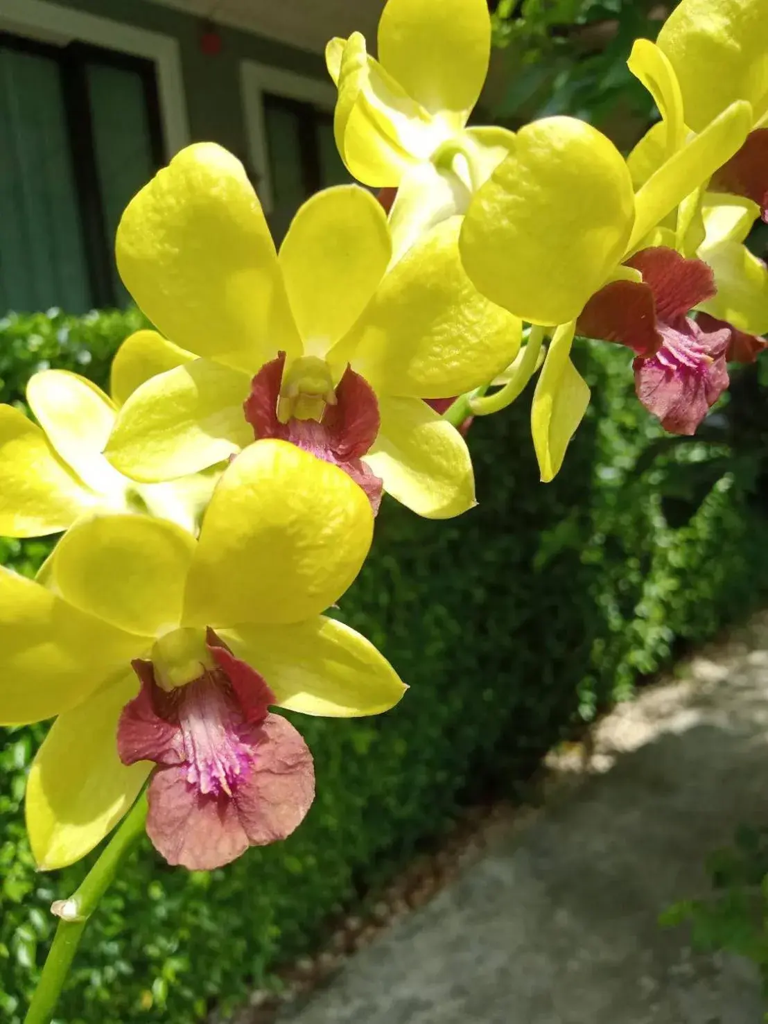 Property building in Blue Orchid Beach Krabi - SHA Certified Property building in Blue Orchid Beach Krabi - SHA Certified