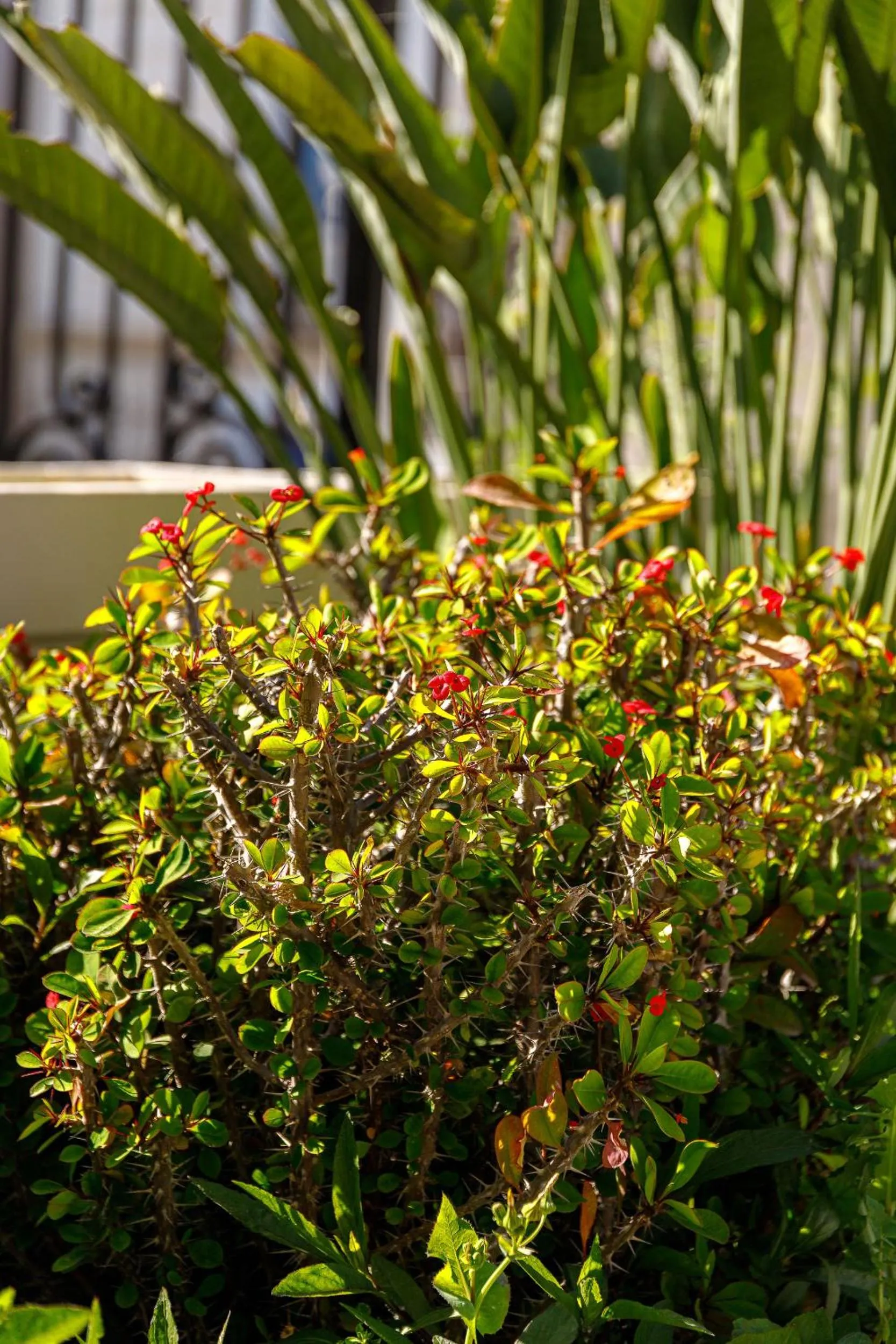 Garden in Creta Elena