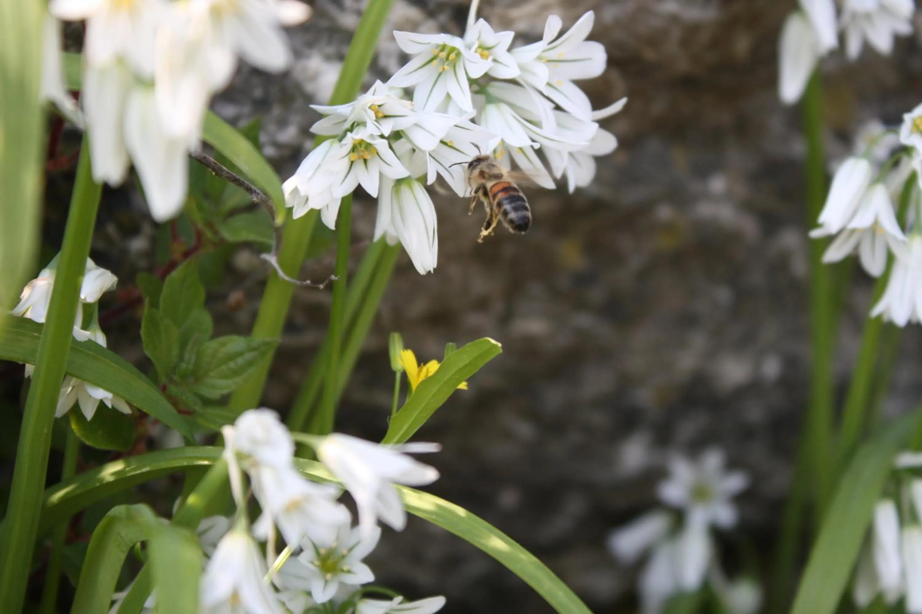 Natural landscape in L'Antico Borgo B&B