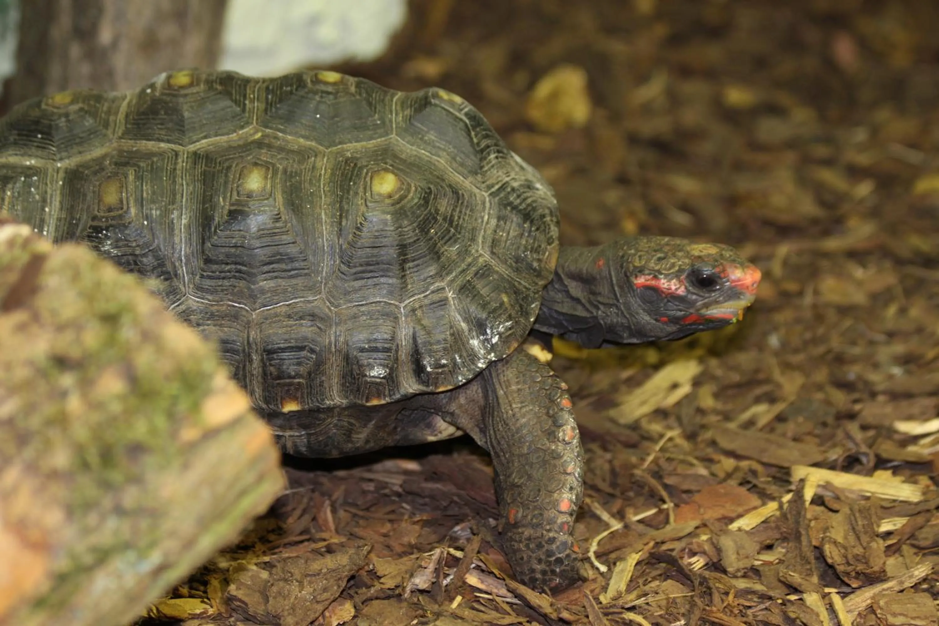 Animals in Aparthotel Tropenhaus Bansin