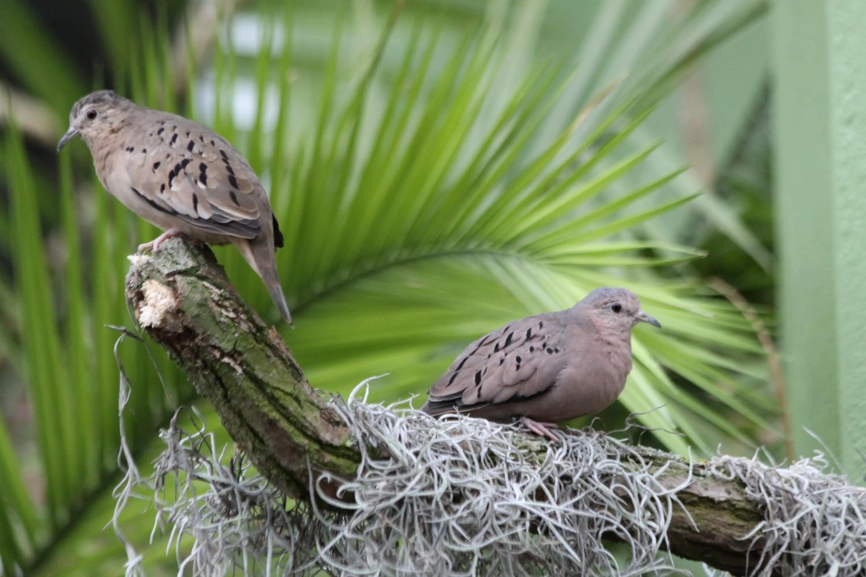 Animals in Aparthotel Tropenhaus Bansin