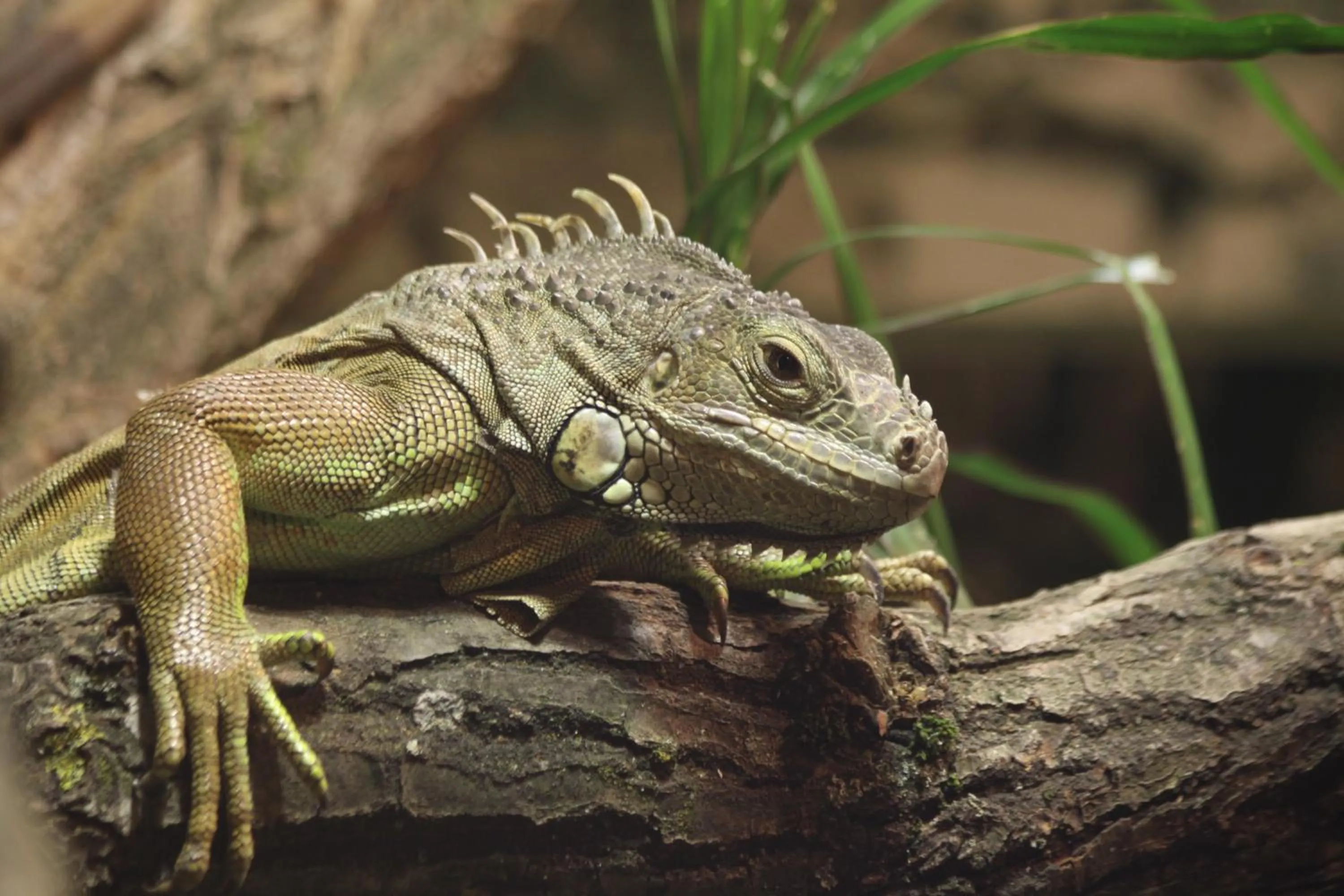 Animals in Aparthotel Tropenhaus Bansin