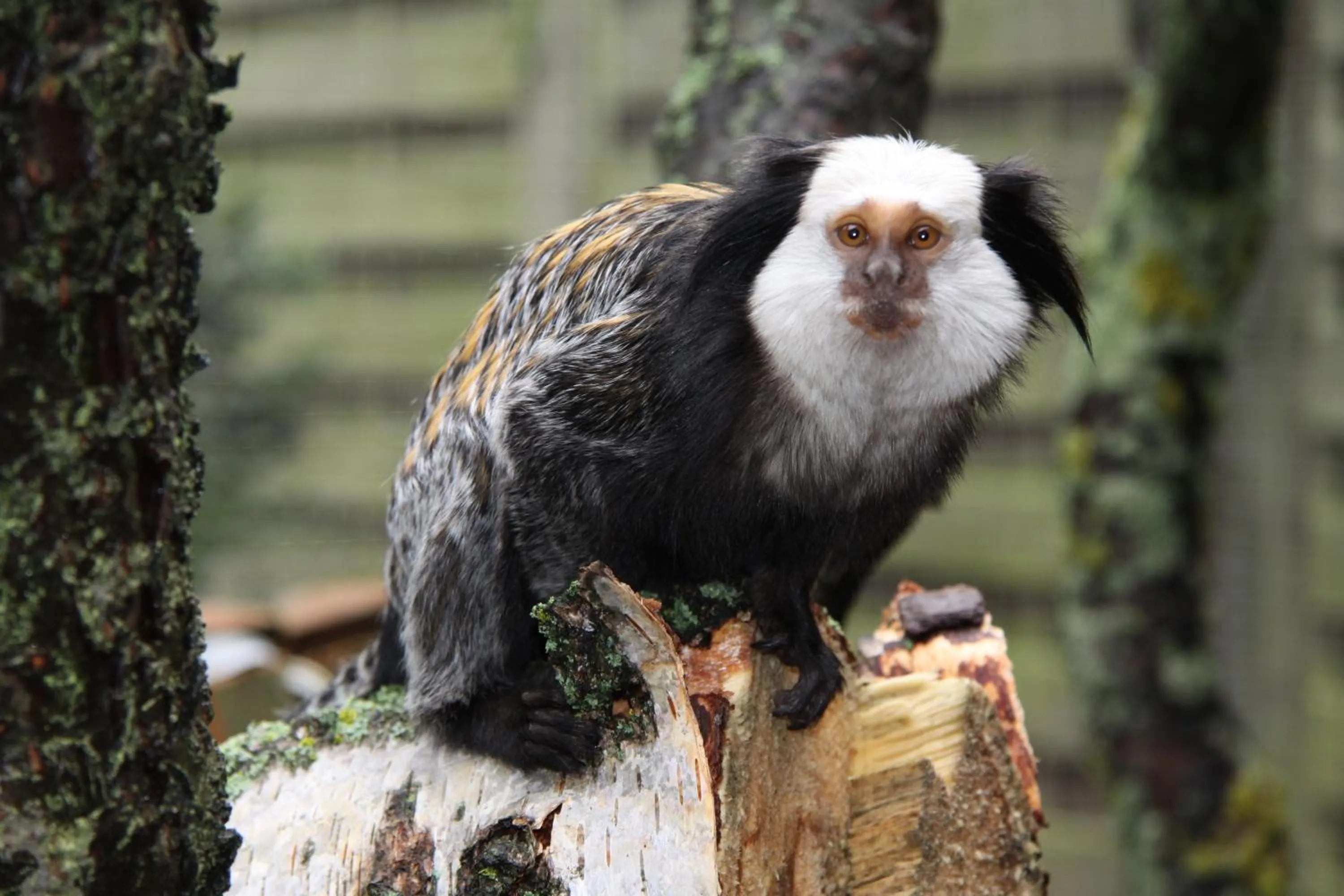 Animals in Aparthotel Tropenhaus Bansin