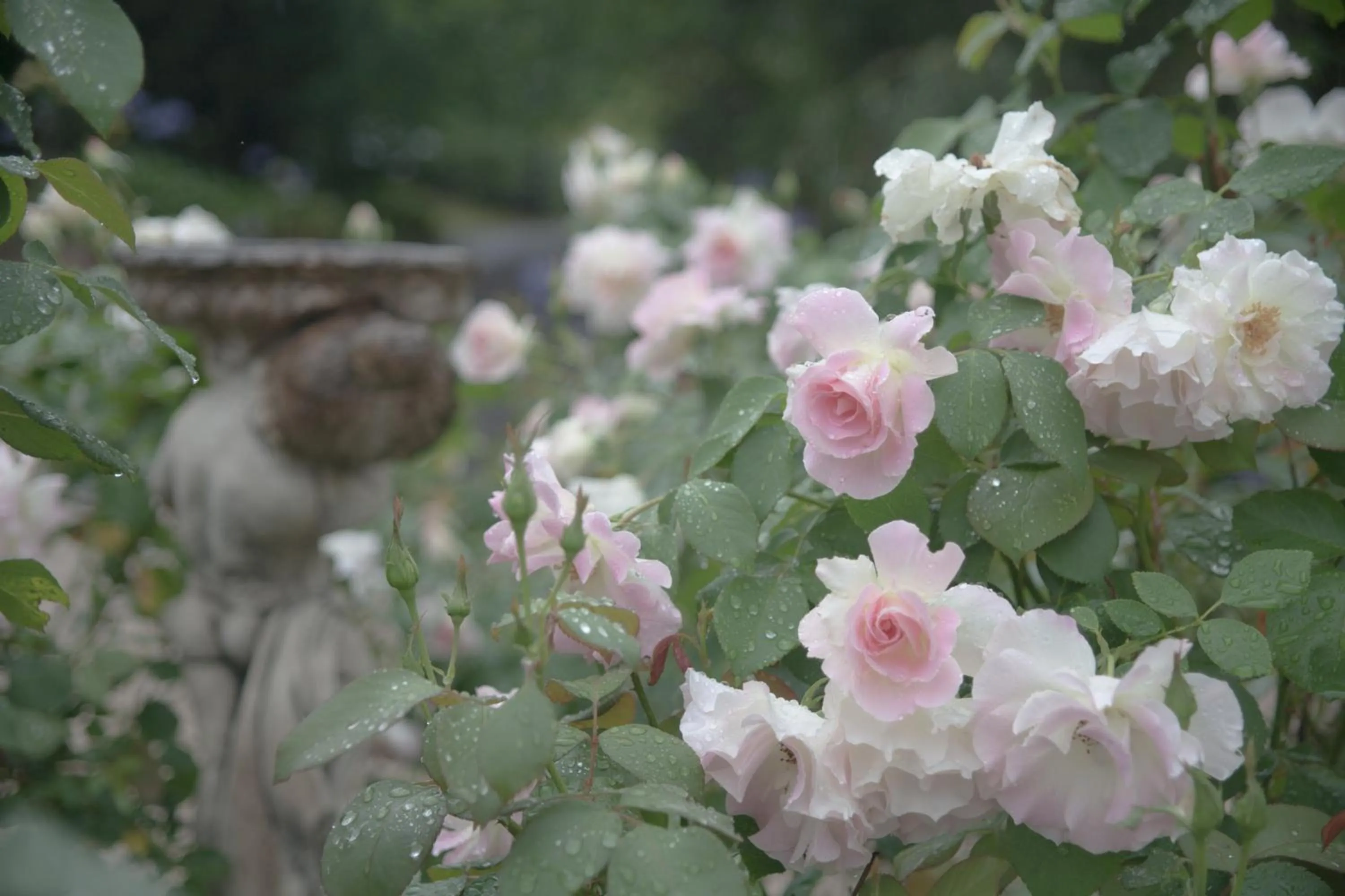 The Willows at Kurrajong