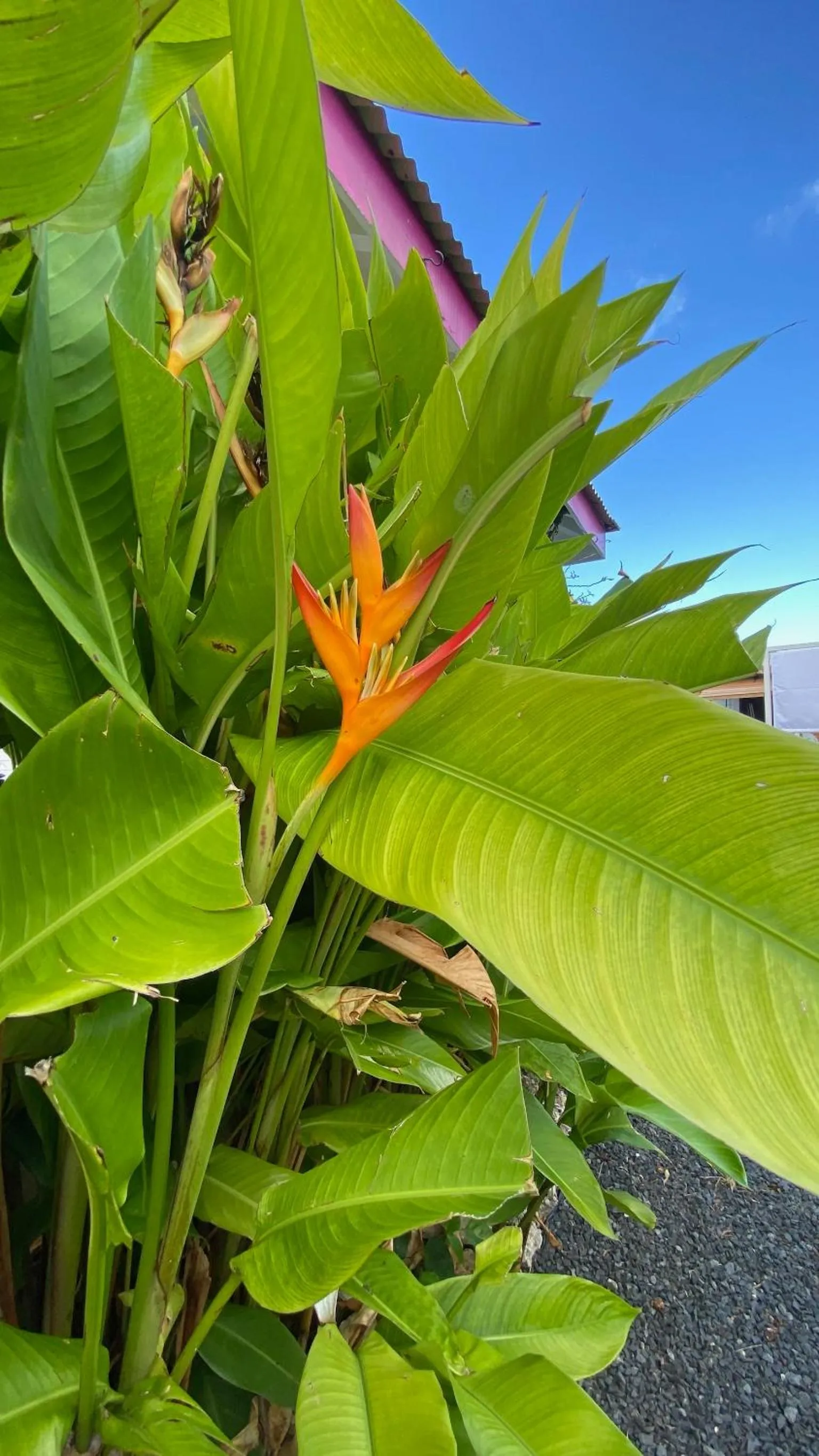 Garden in Au Bel'vue chez Sandrine "Gite & Chambre d'hôtes"