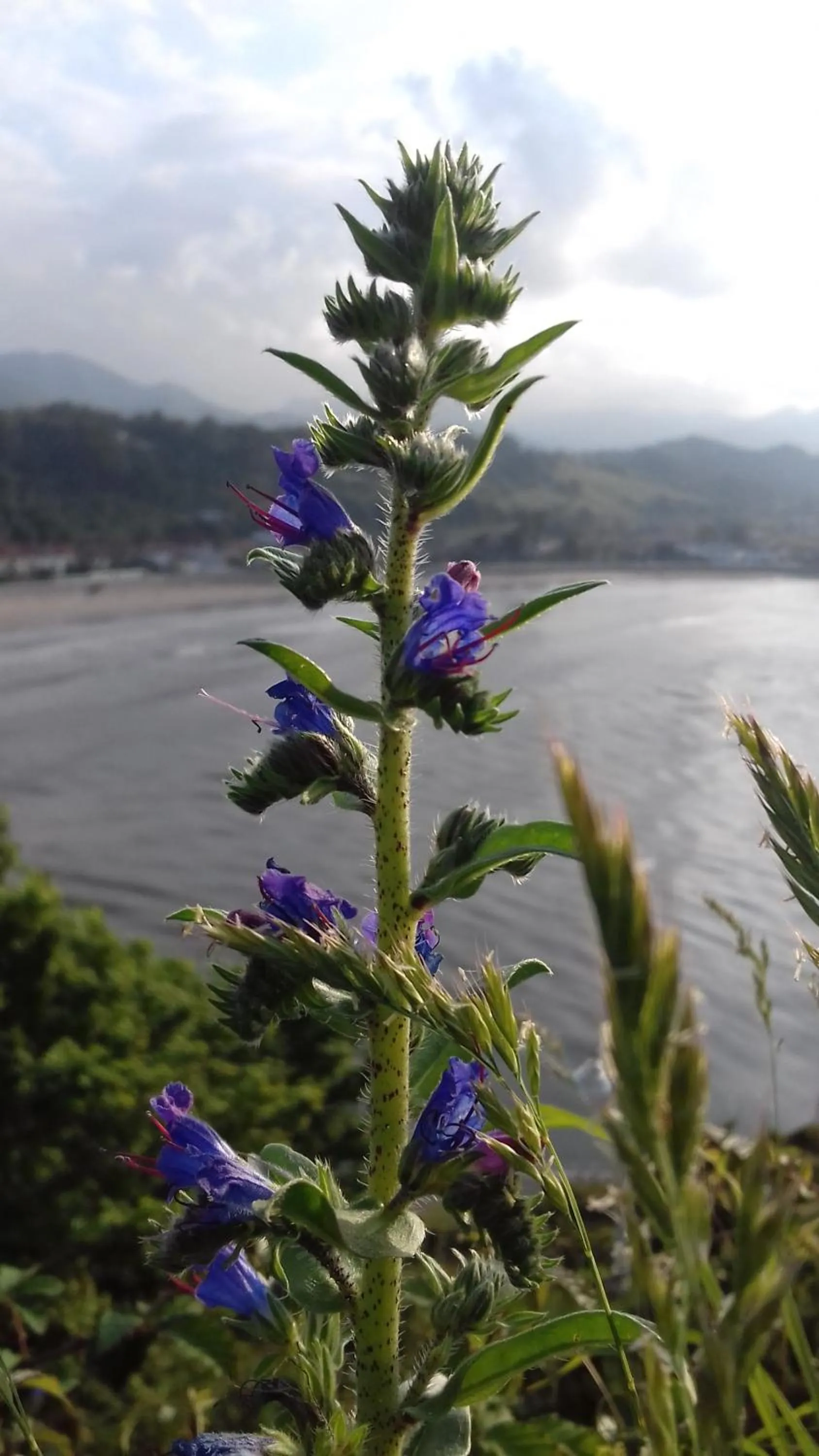 Hotel Brisas del Sella