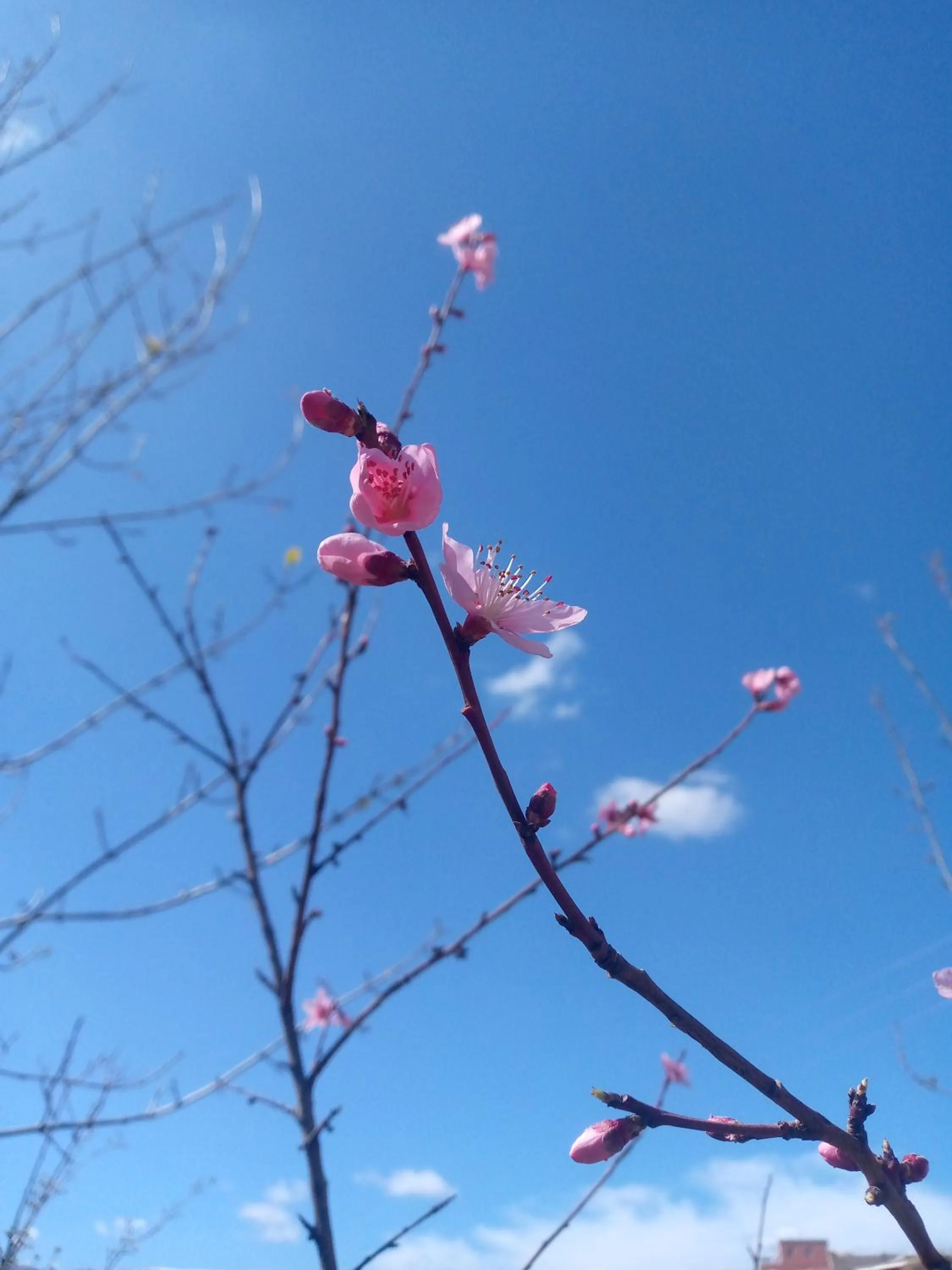 Auberge Restaurant Les Coquelicots