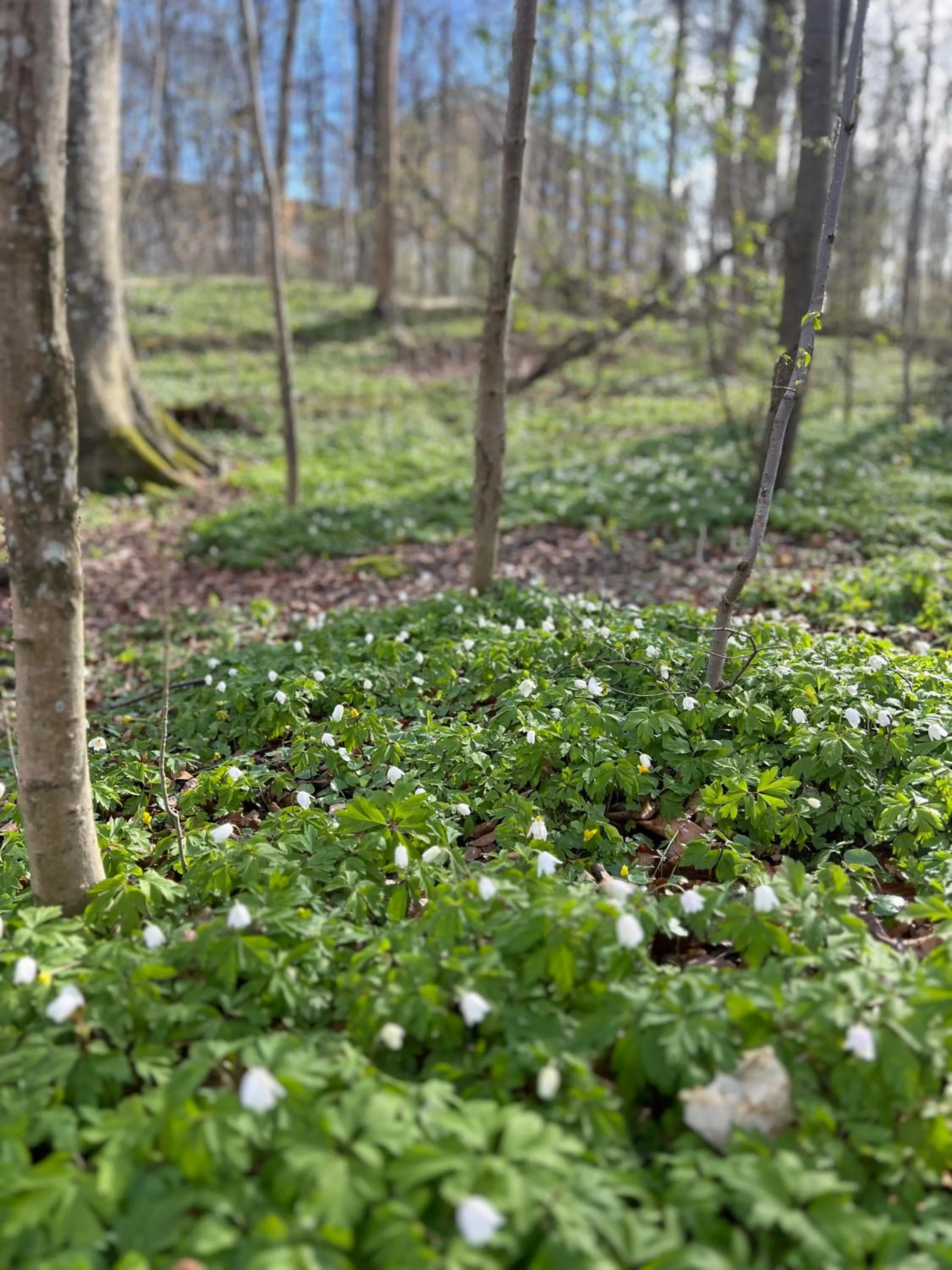 Spring in Ewa & Maude Hotel