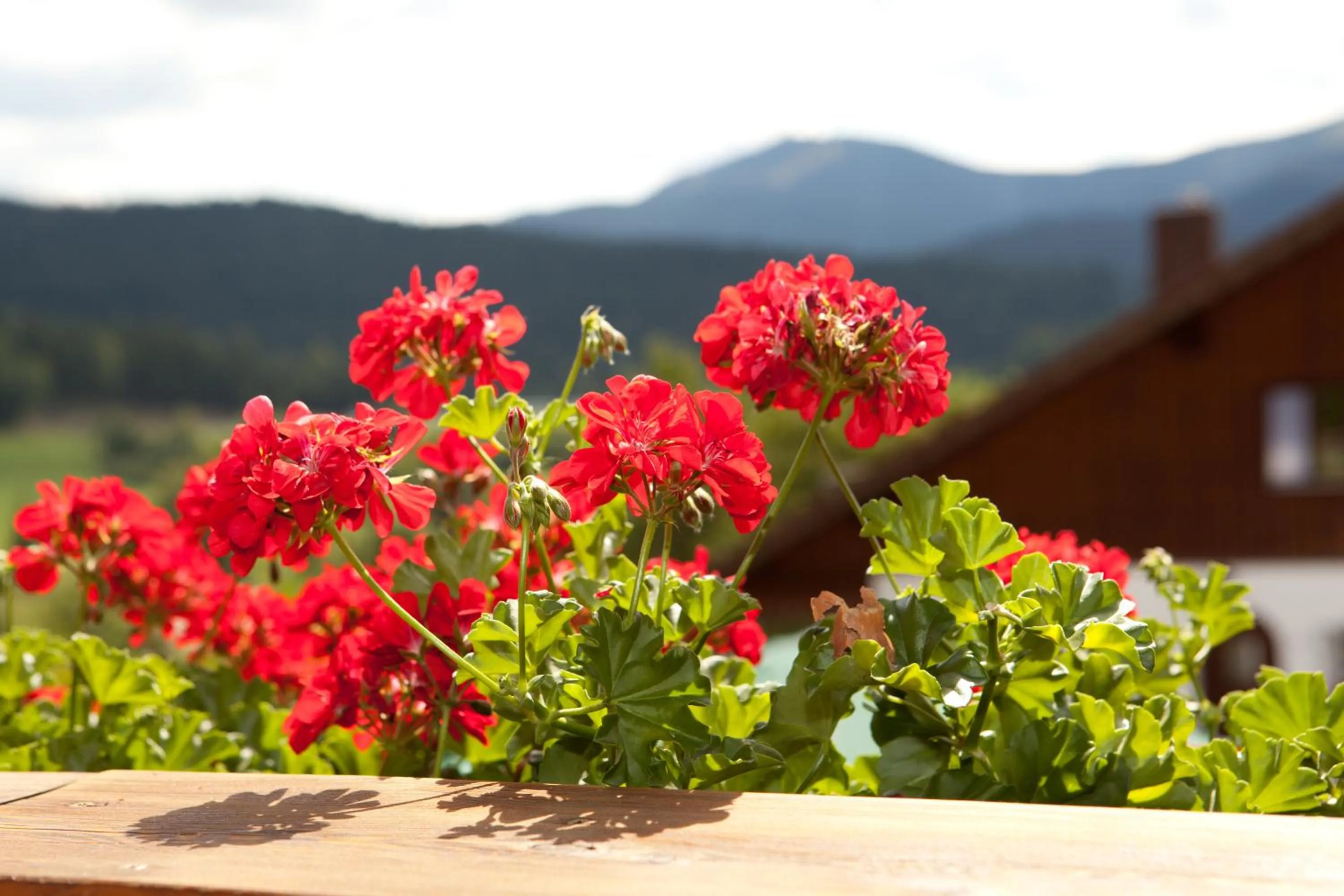 Mountain view in Pension Silberbauer