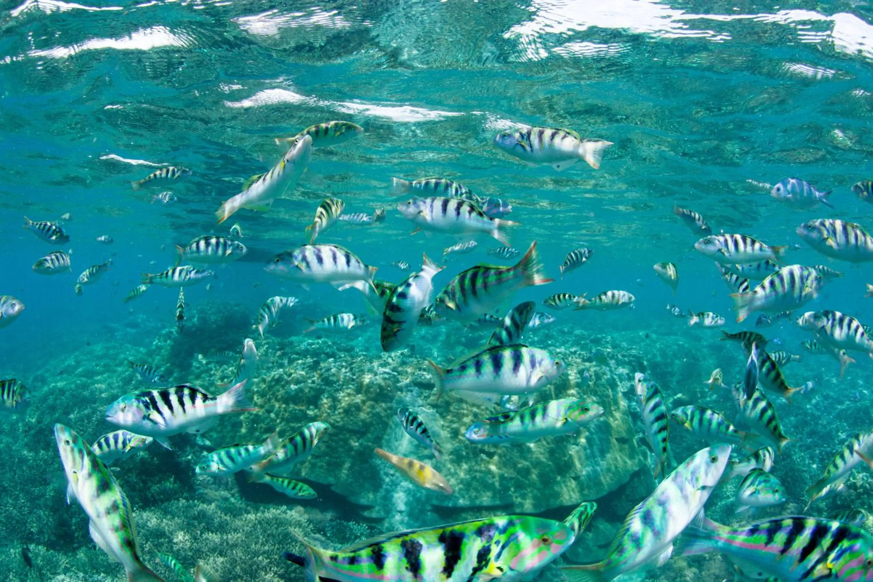 Animals in 3 Monkeys Lembongan Studio apartments gym recovery centre