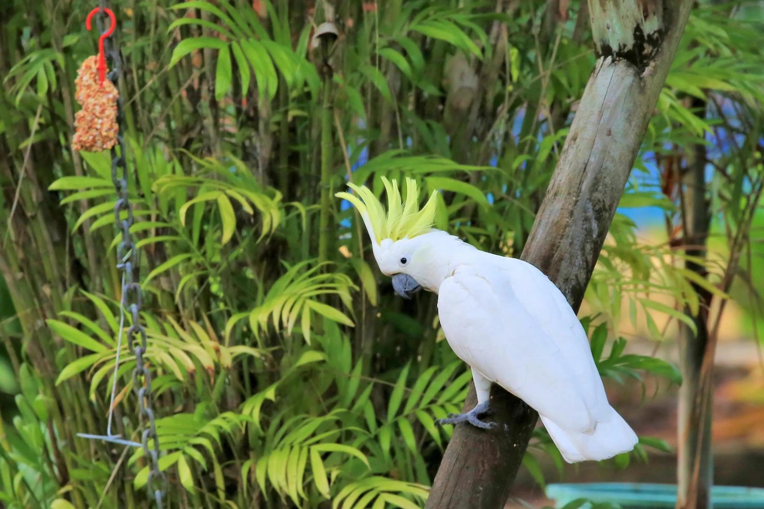 Garden in BIG4 Whitsunday Islands Holiday Park