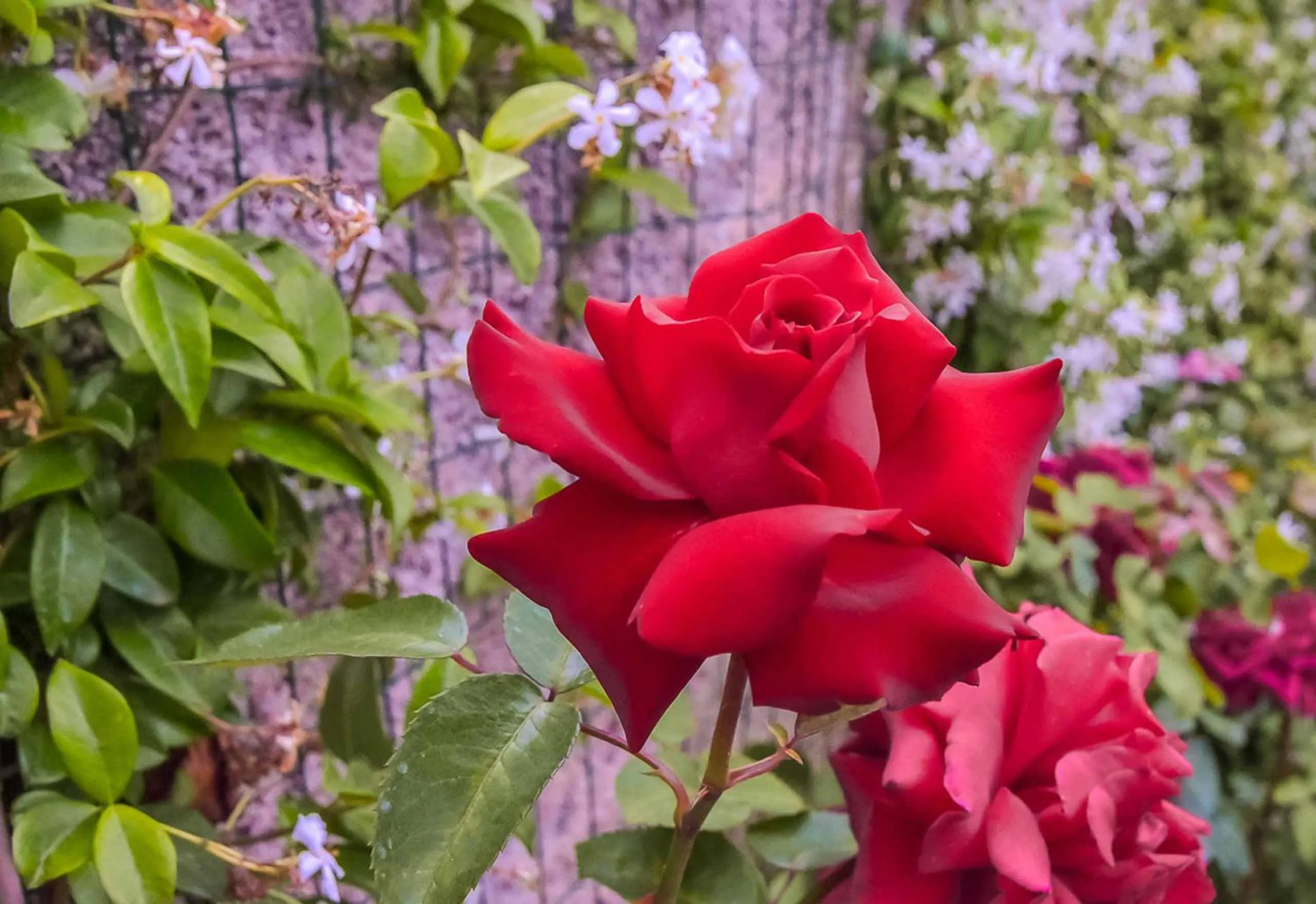 Garden in A Casa di Titty