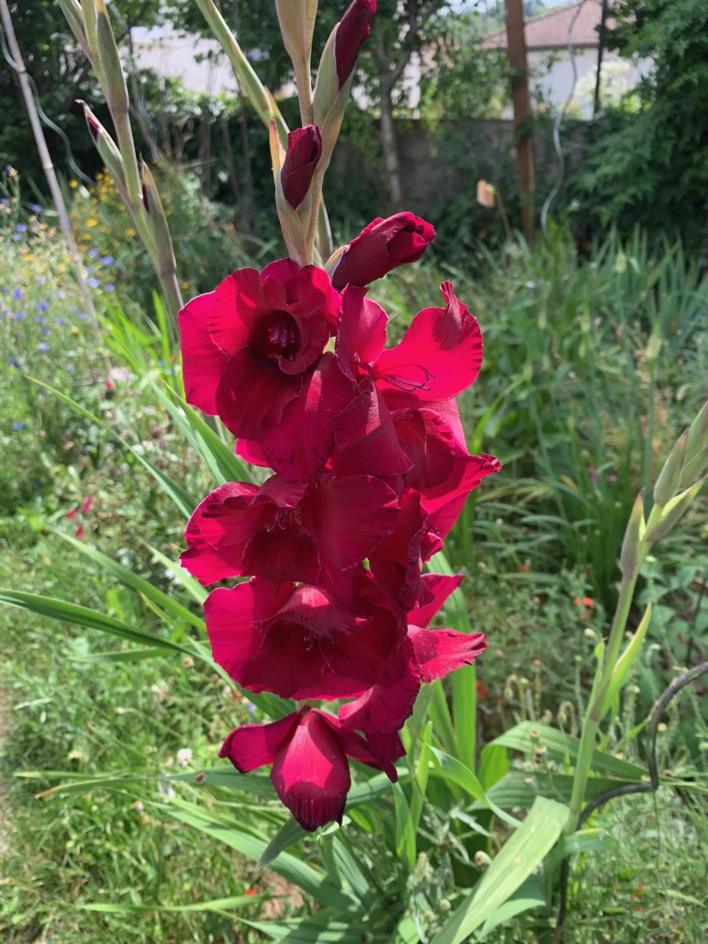 Un temps pour le rêve