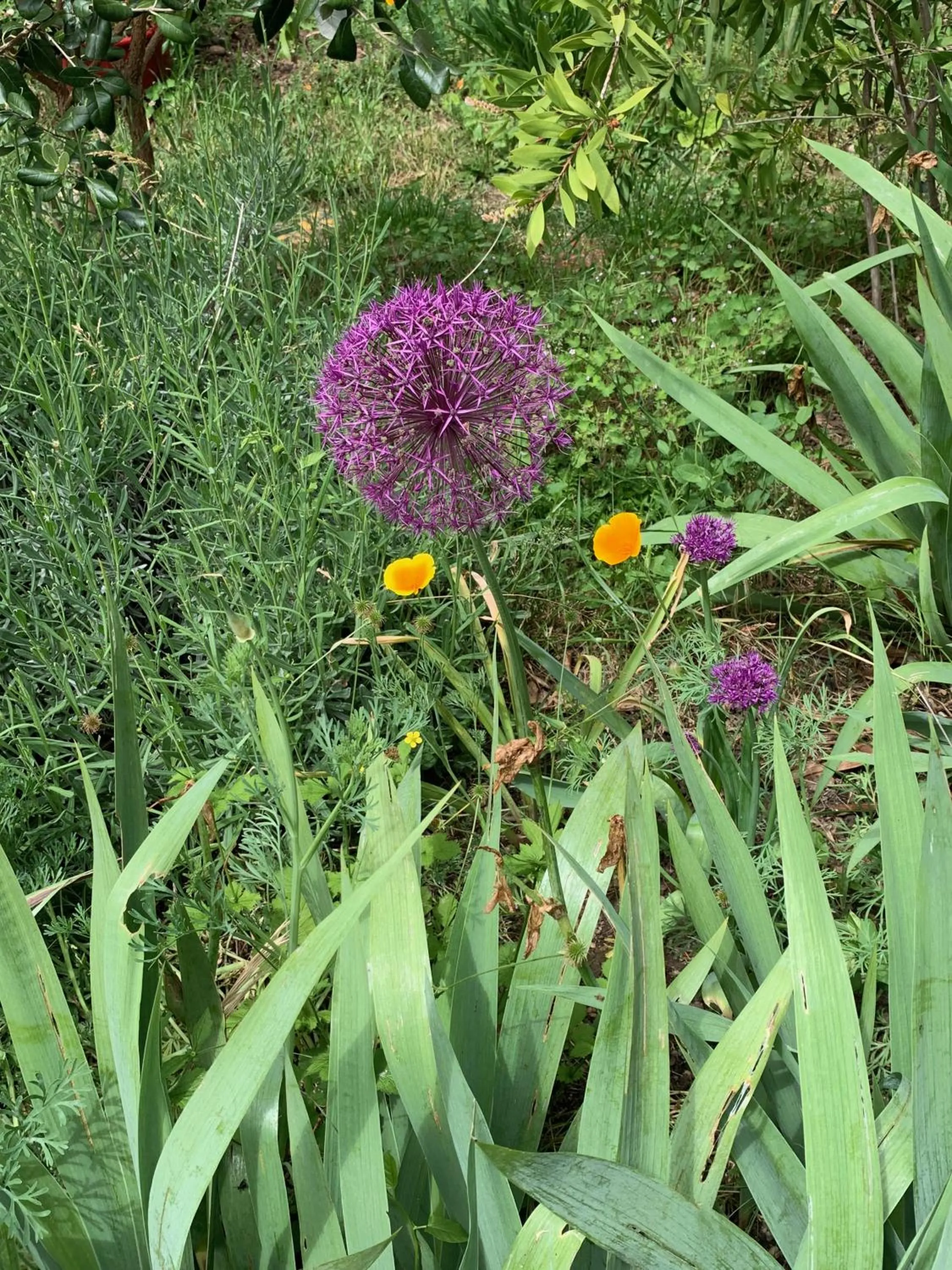 Un temps pour le rêve