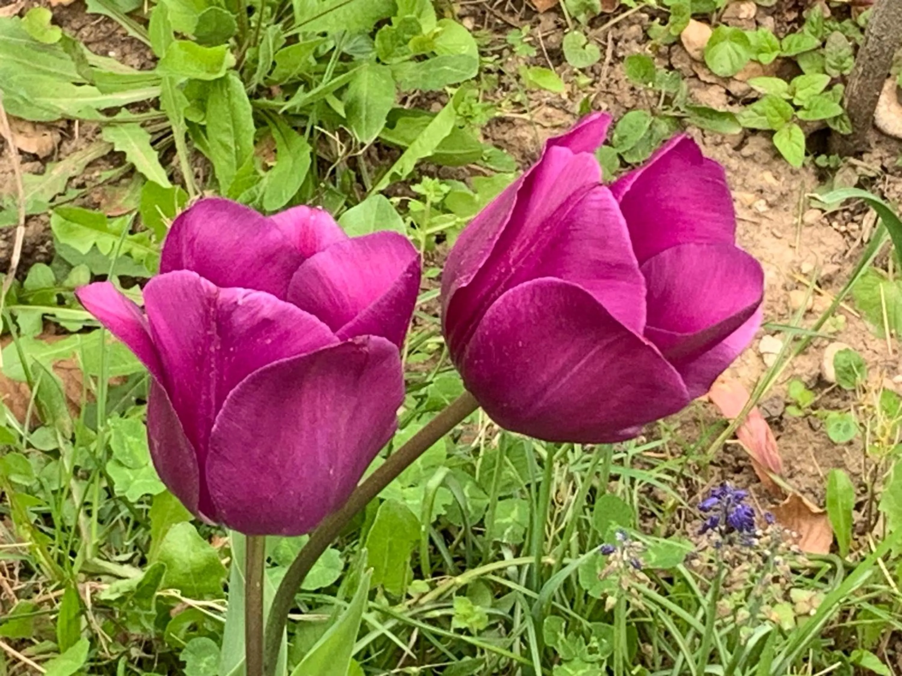 Un temps pour le rêve