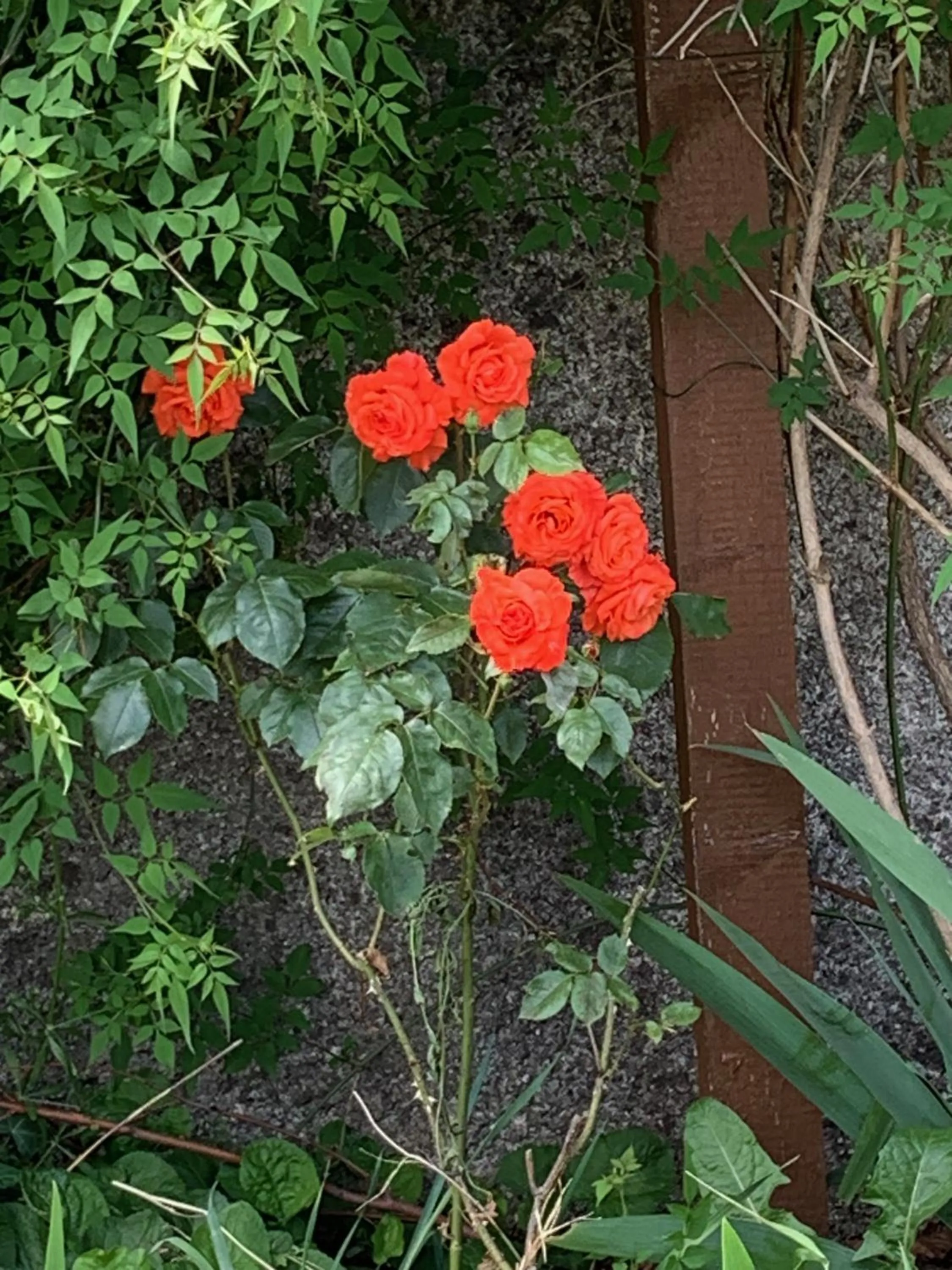 Un temps pour le rêve