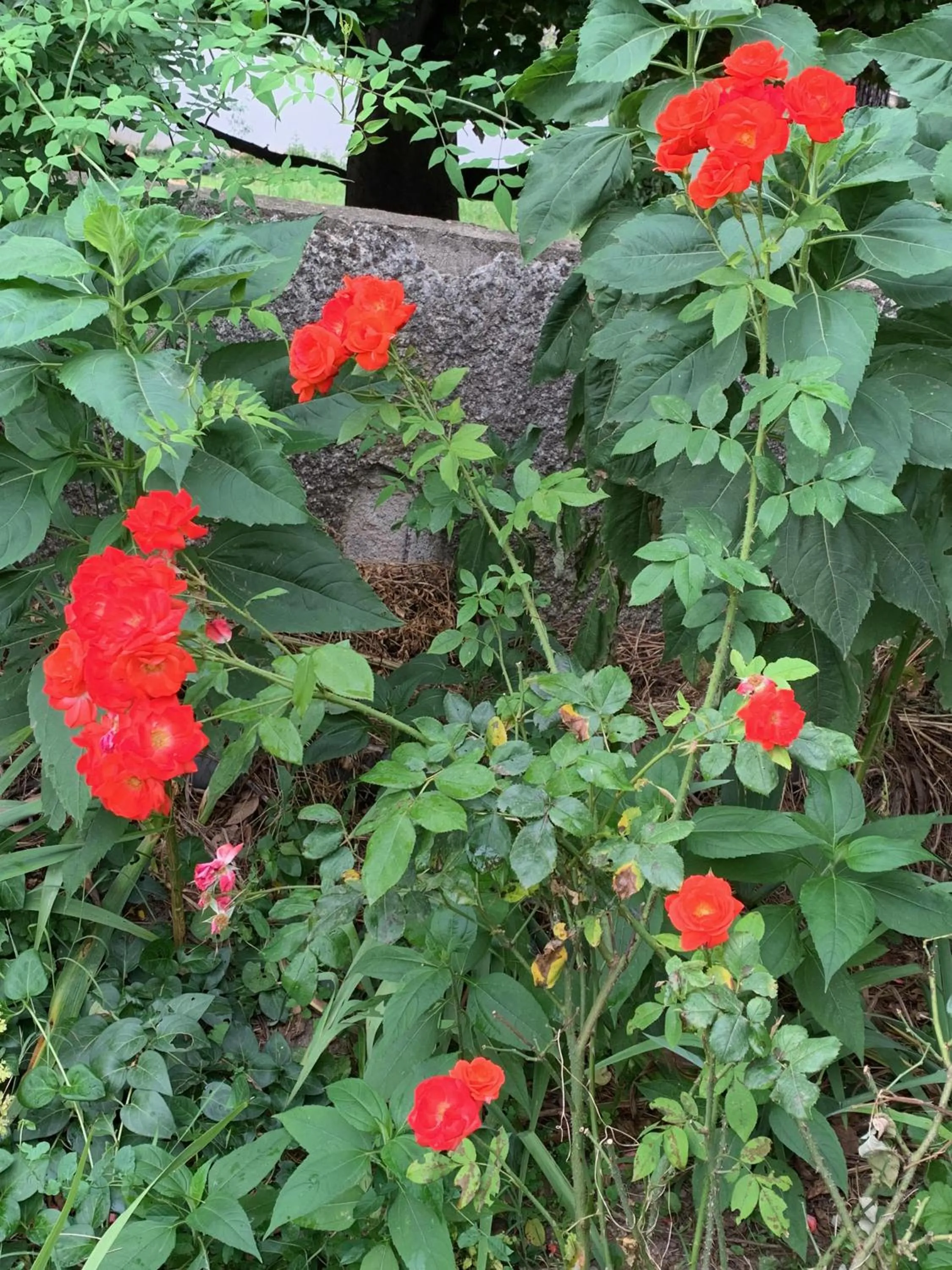 Un temps pour le rêve