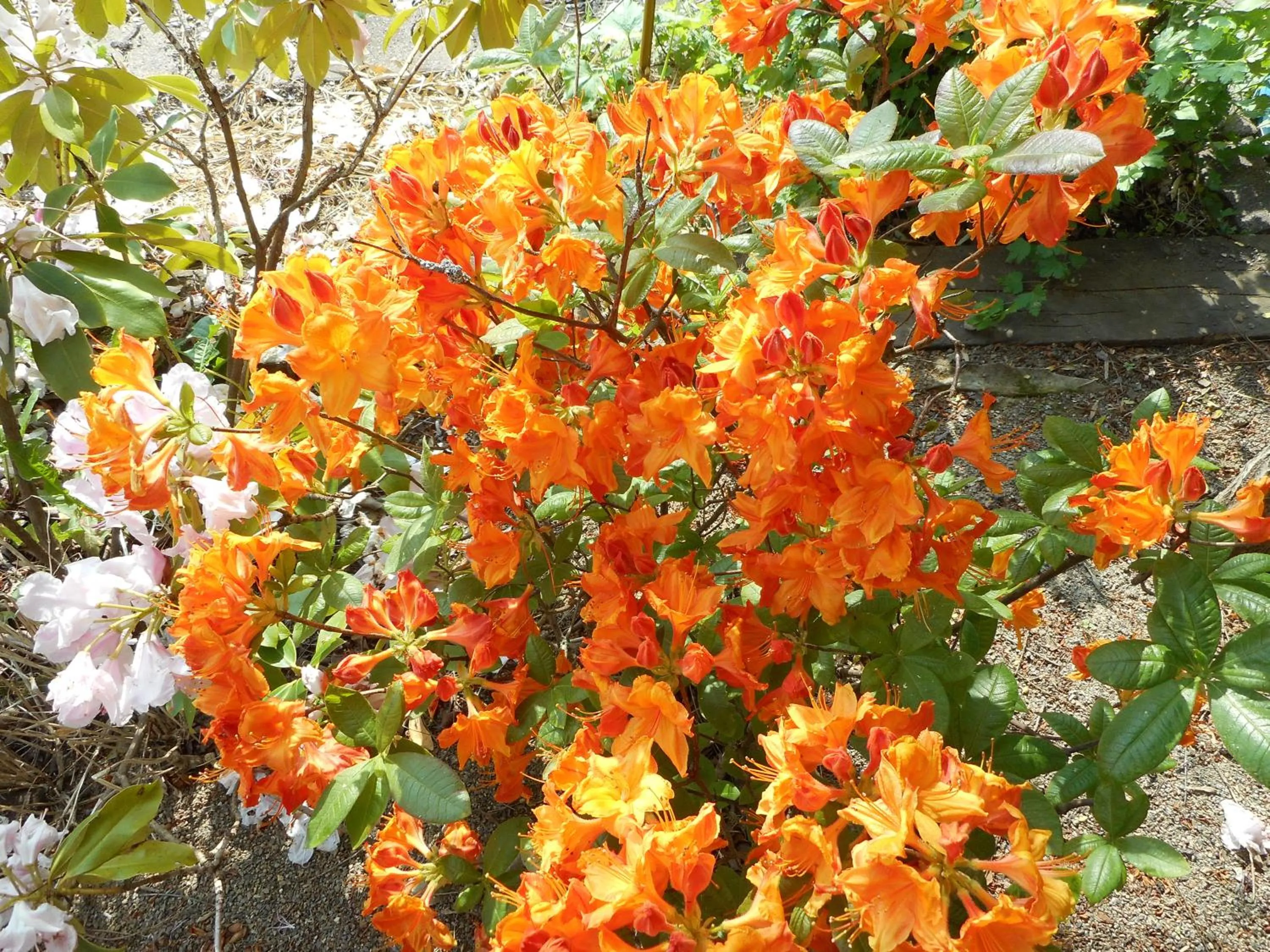 Garden in Gîte La Charmaie