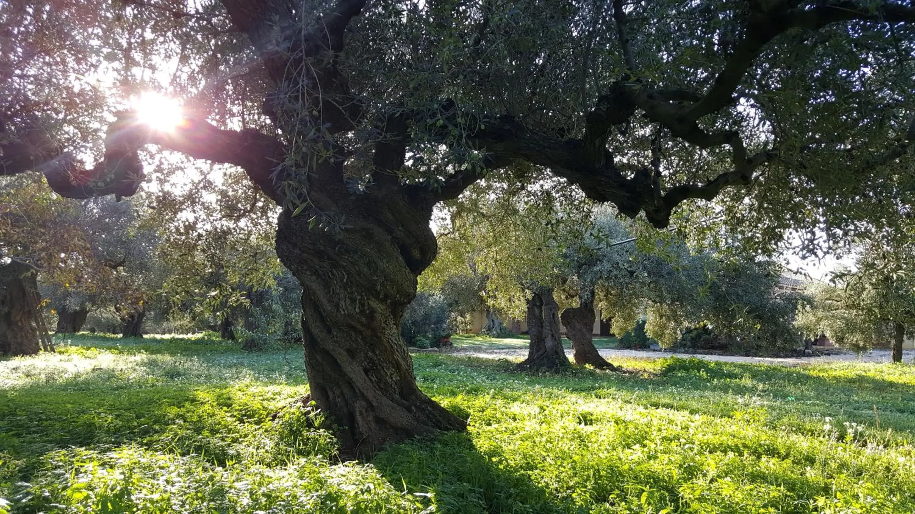 Garden in House surrounded by olive trees
